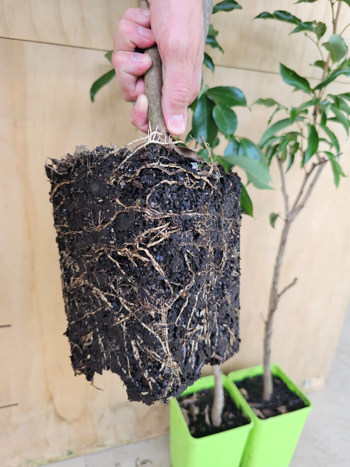 Lychee - Baitaying Advanced