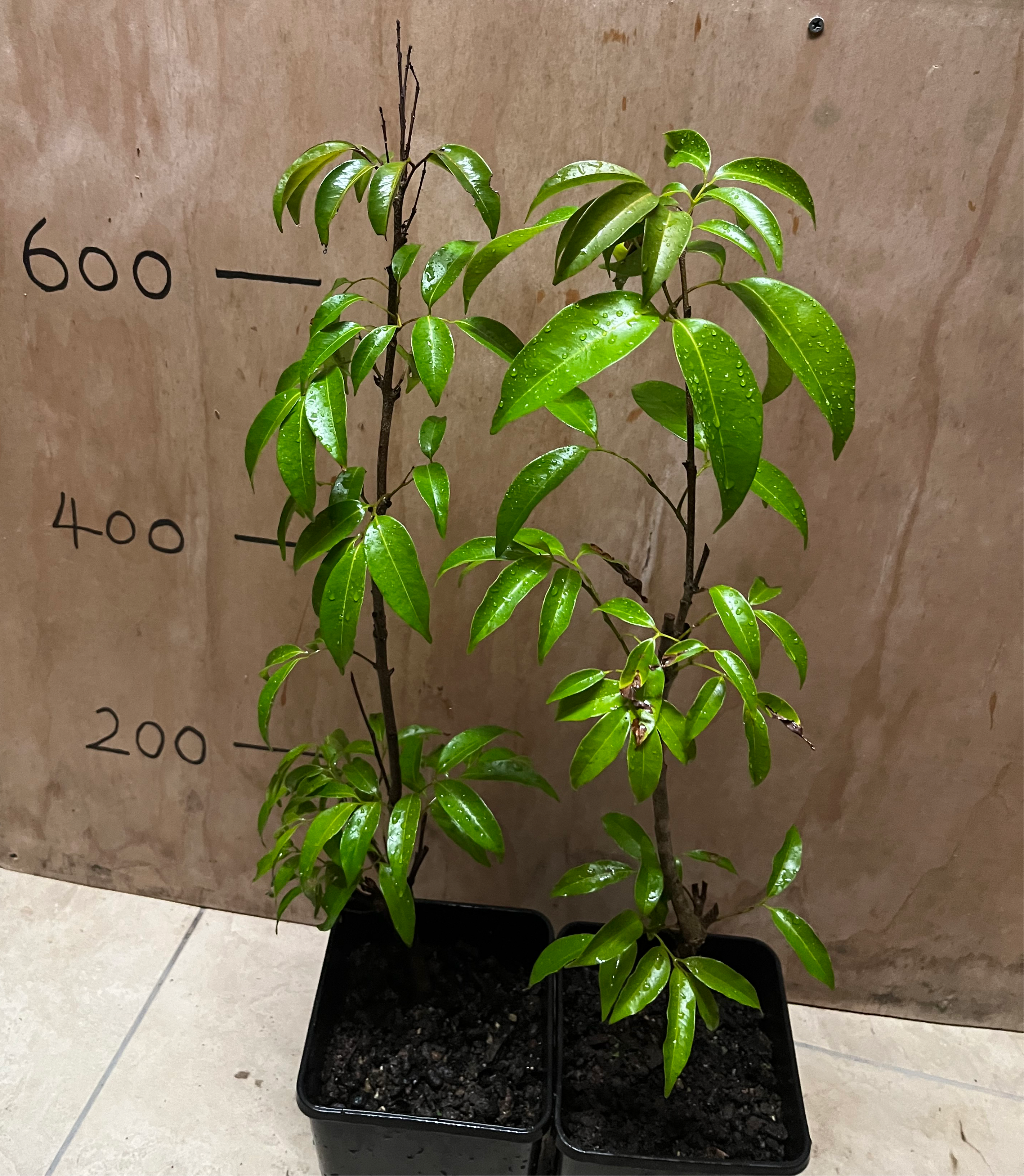 Lychee - Erdon Lee Advanced