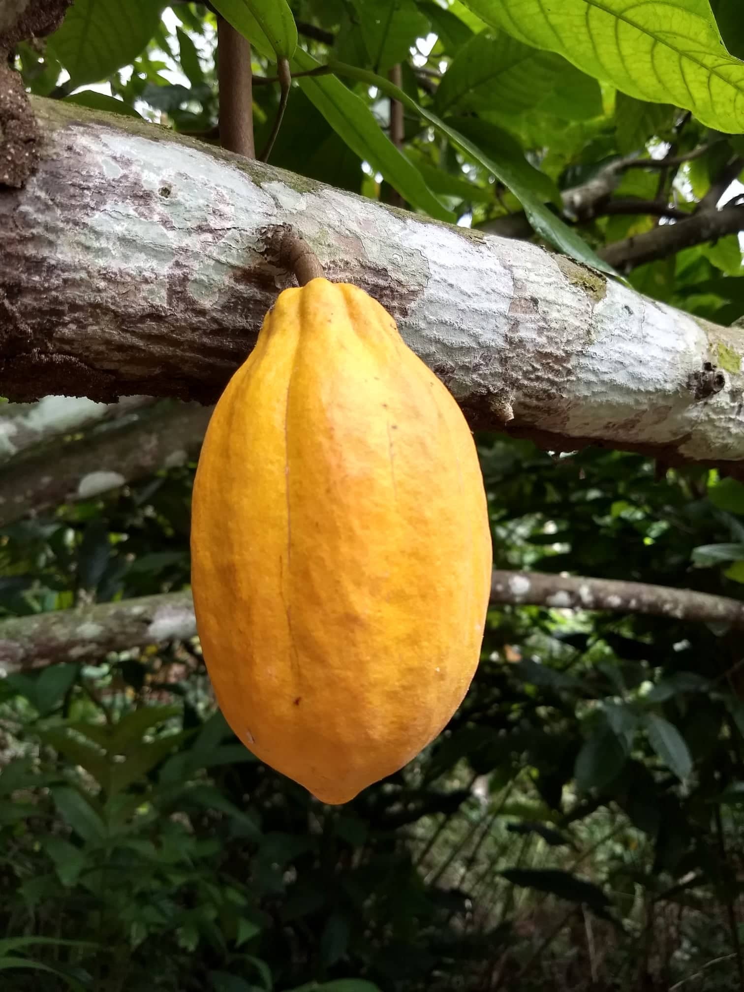 Cacao (cocoa) Theobroma - Forastero