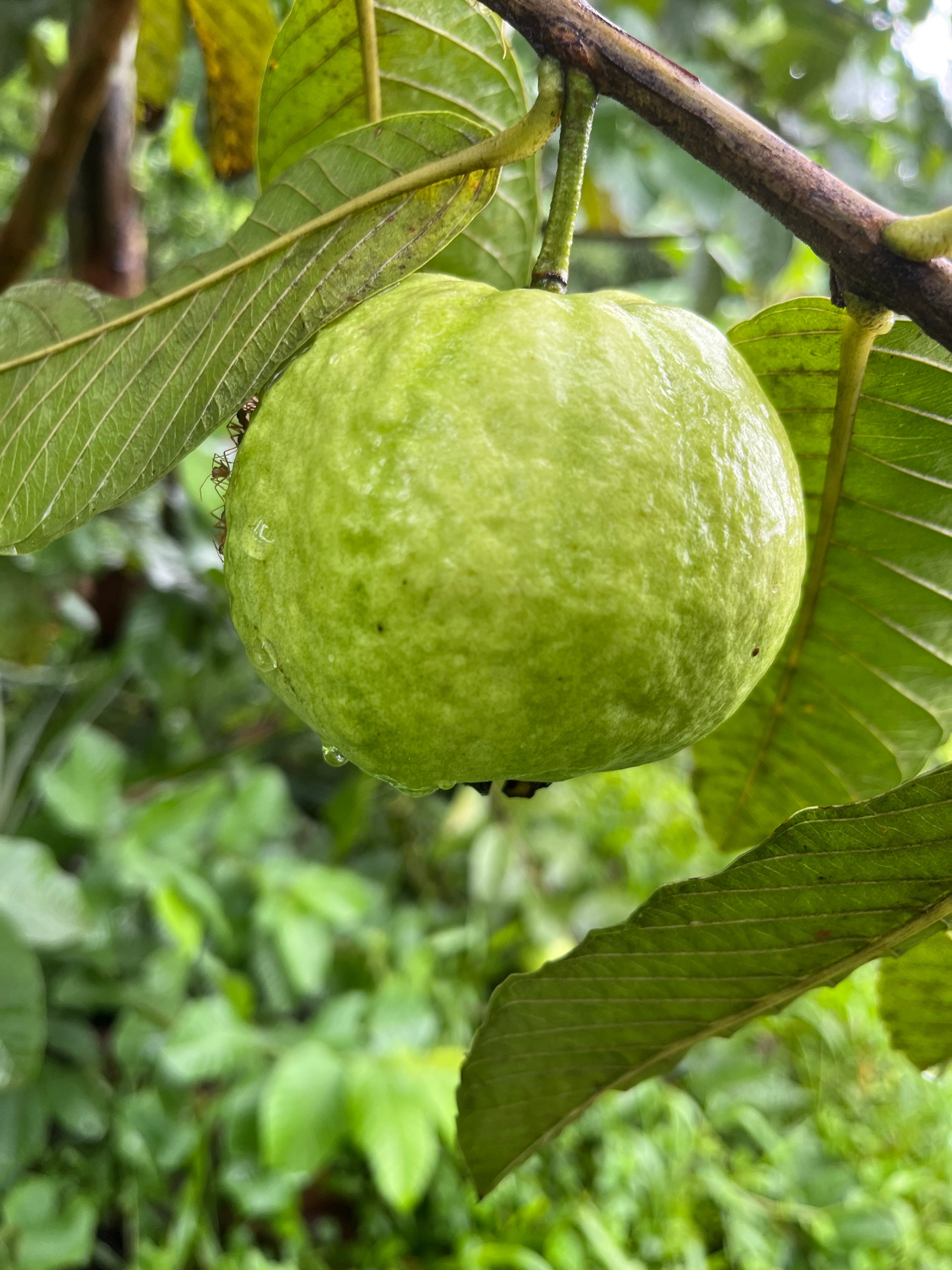 Guava advanced - Pearl Milk