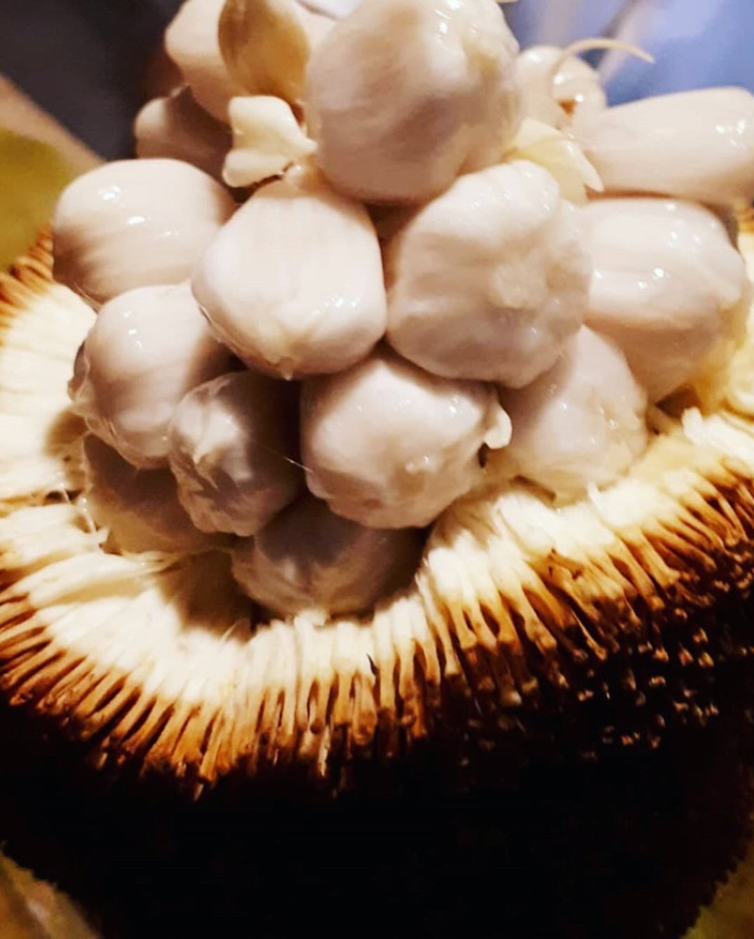 Marang