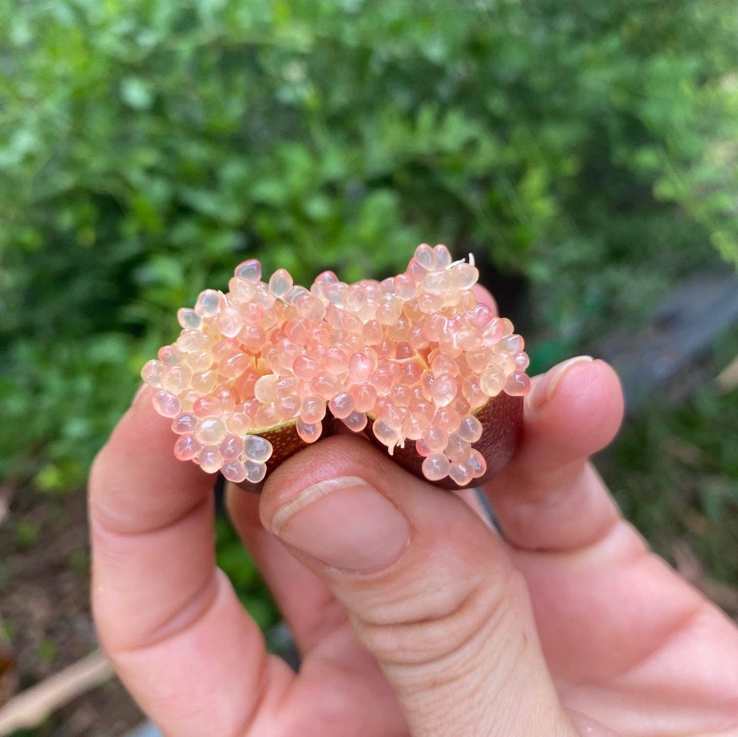 Finger lime - Torakina Pink