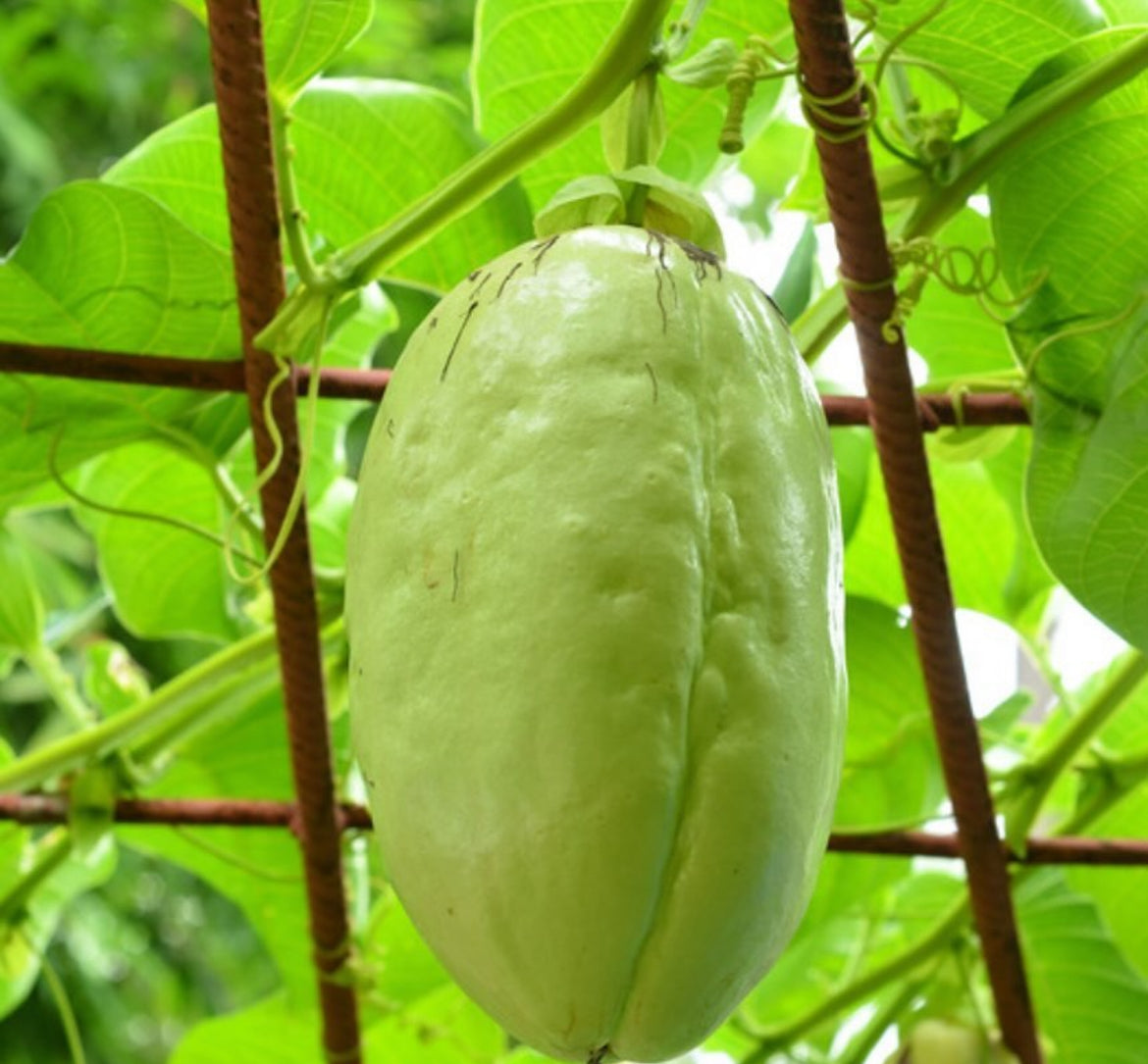 Granadilla - Giant Passionfruit
