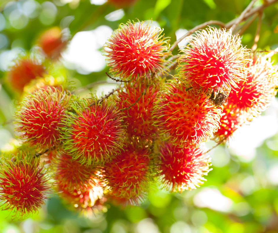 Rambutan - Red