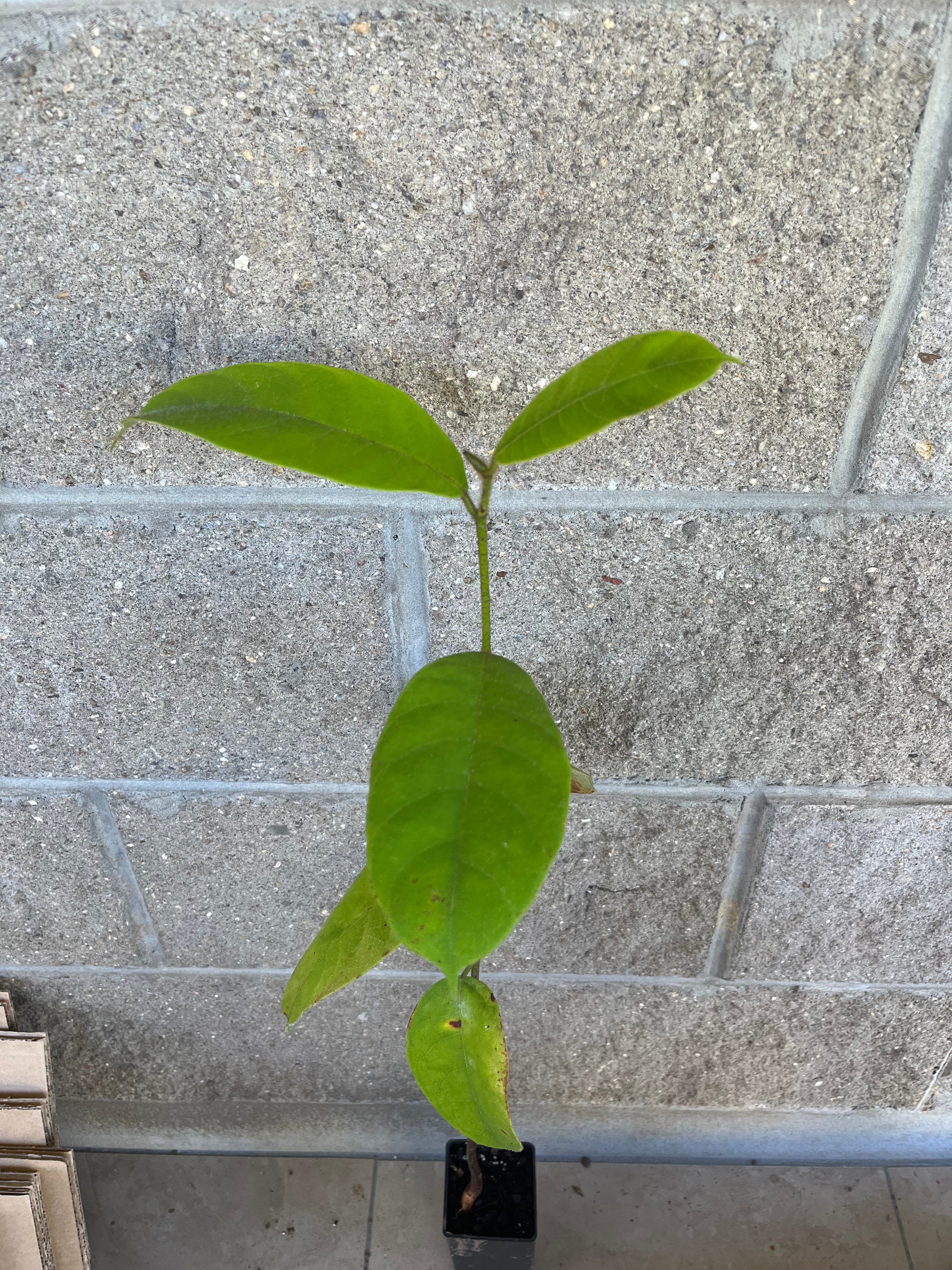 Cempedak - Twisted Variety