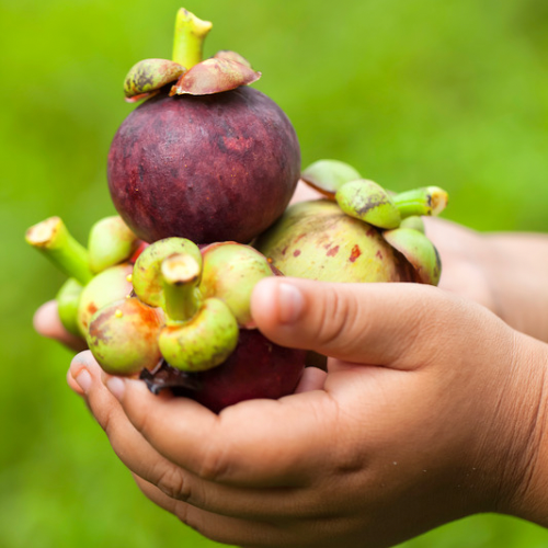 Mangosteen Purple (3L)