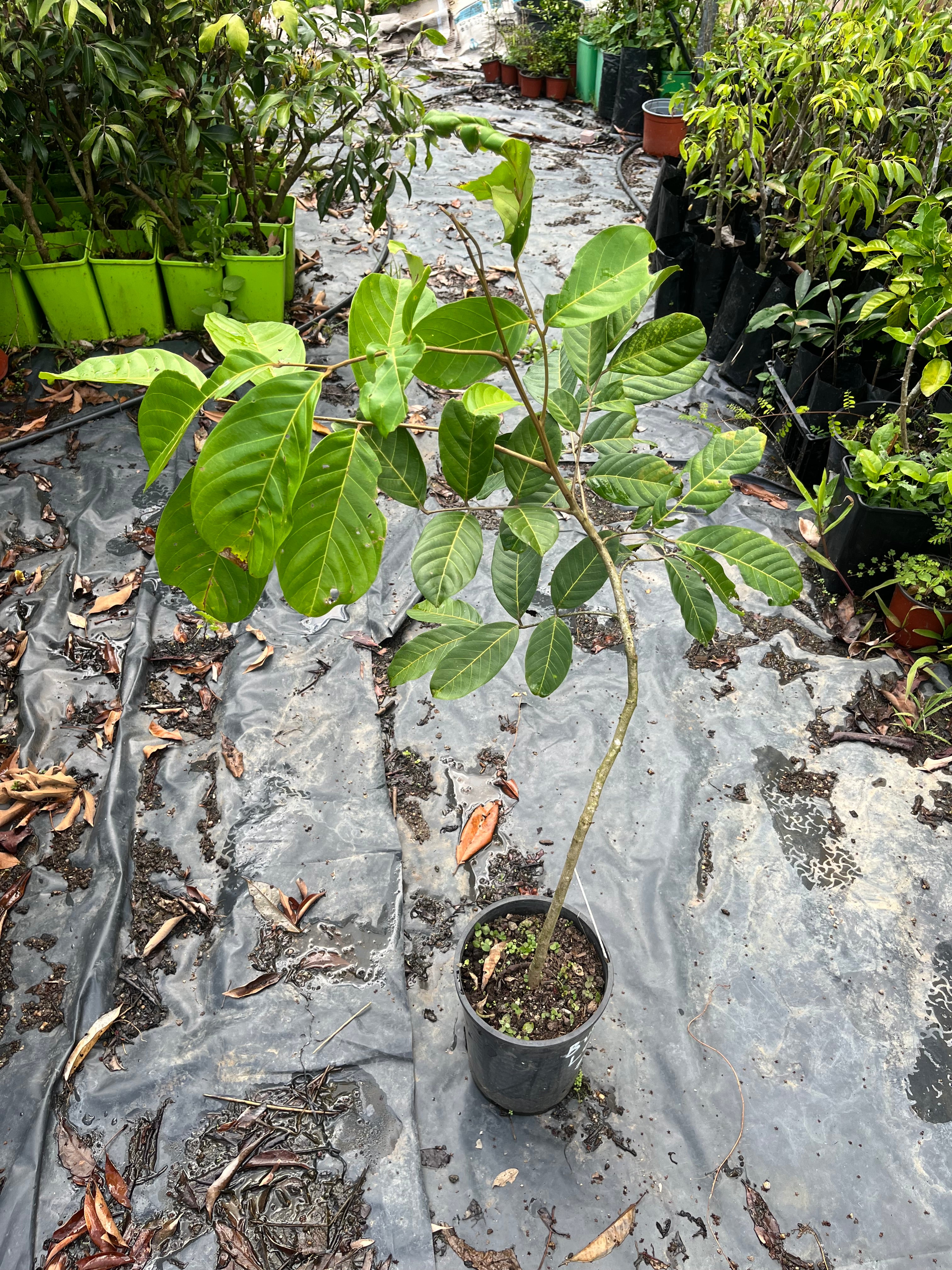 Rambutan - Yellow R156 Advanced