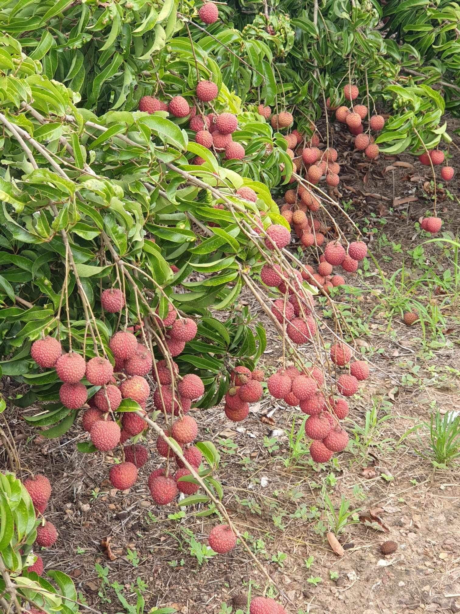 Lychee - Chompogo Advanced