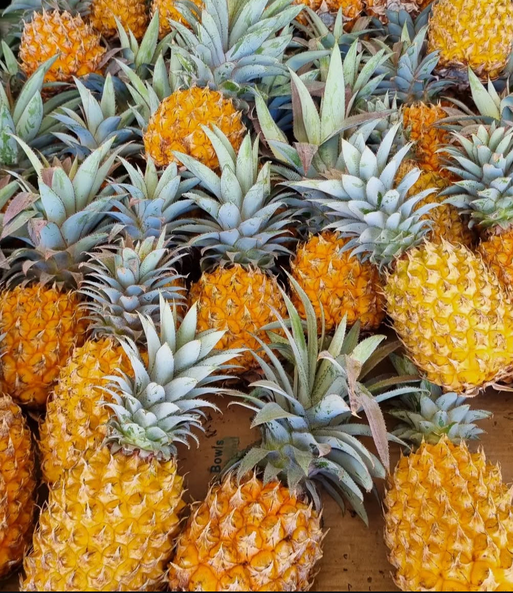Pineapple - Flowering with fruit