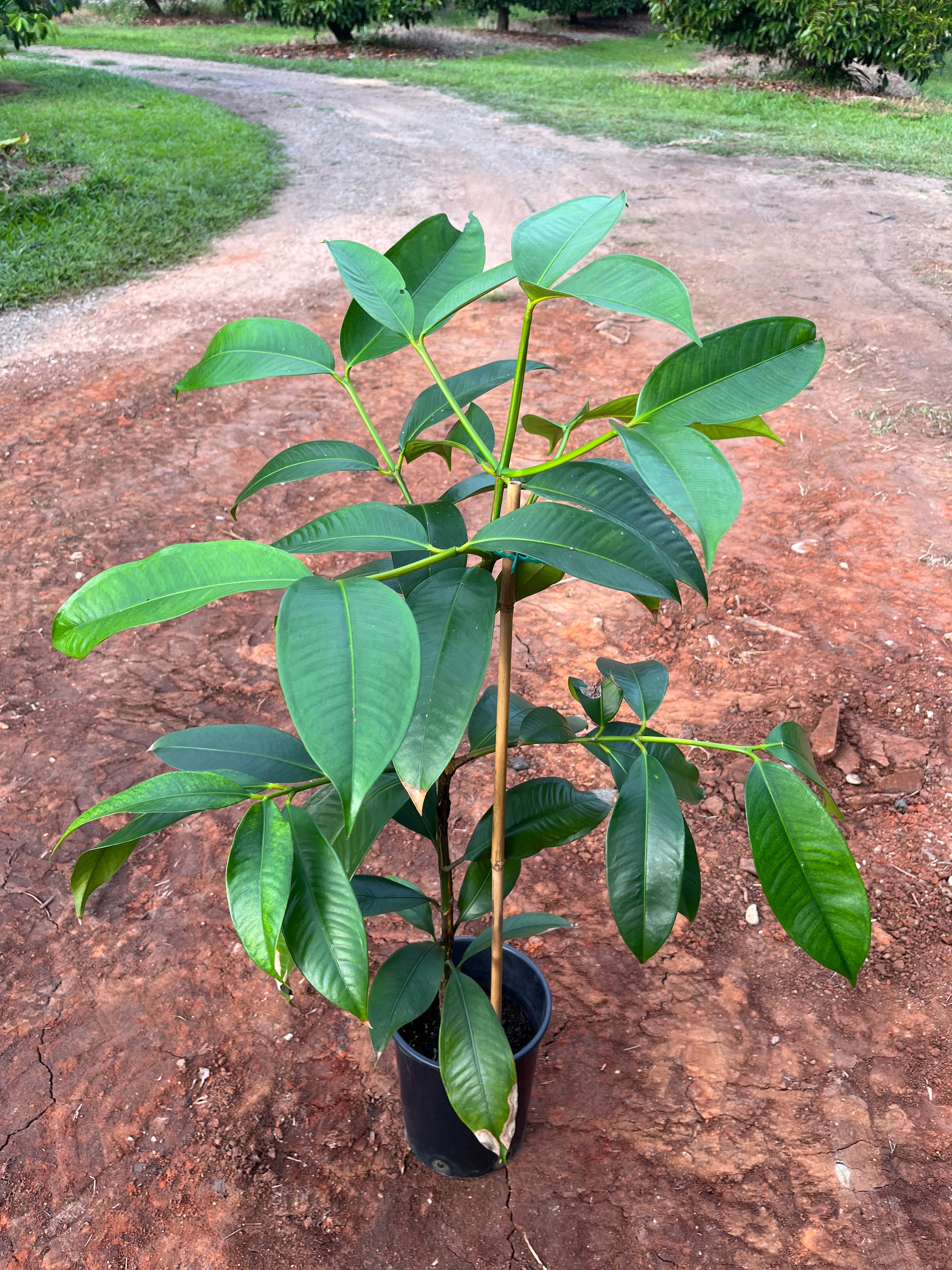 Mangosteen Purple (7L) Advanced 7 year old