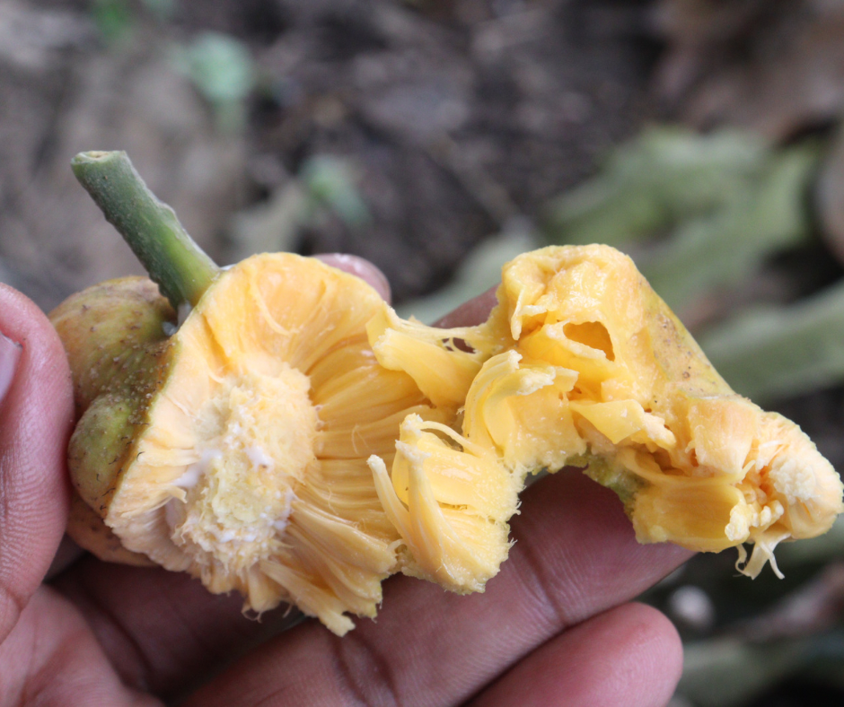 Lakoocha - Monkey Jack