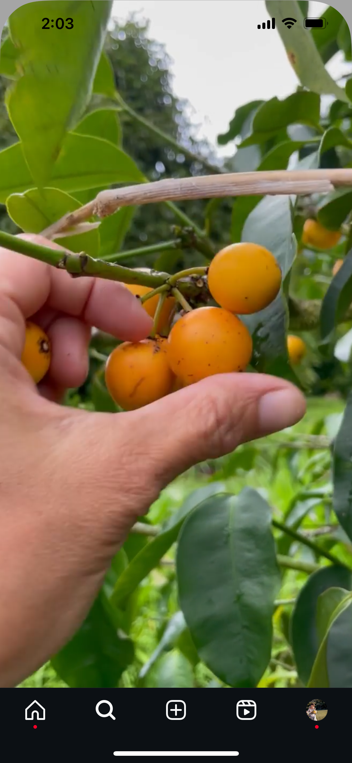 Lemon Drop Mangosteen