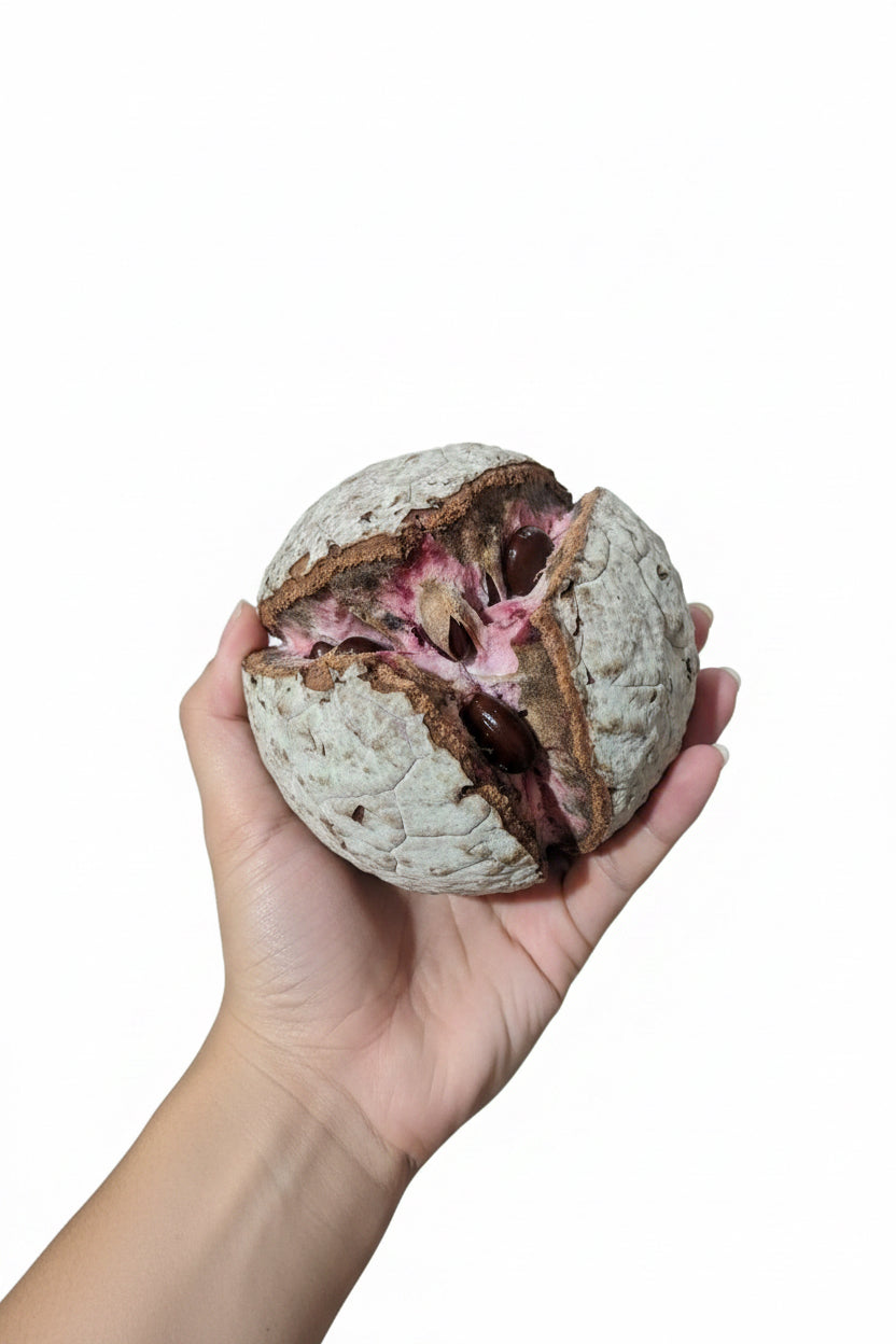 Pink Illama