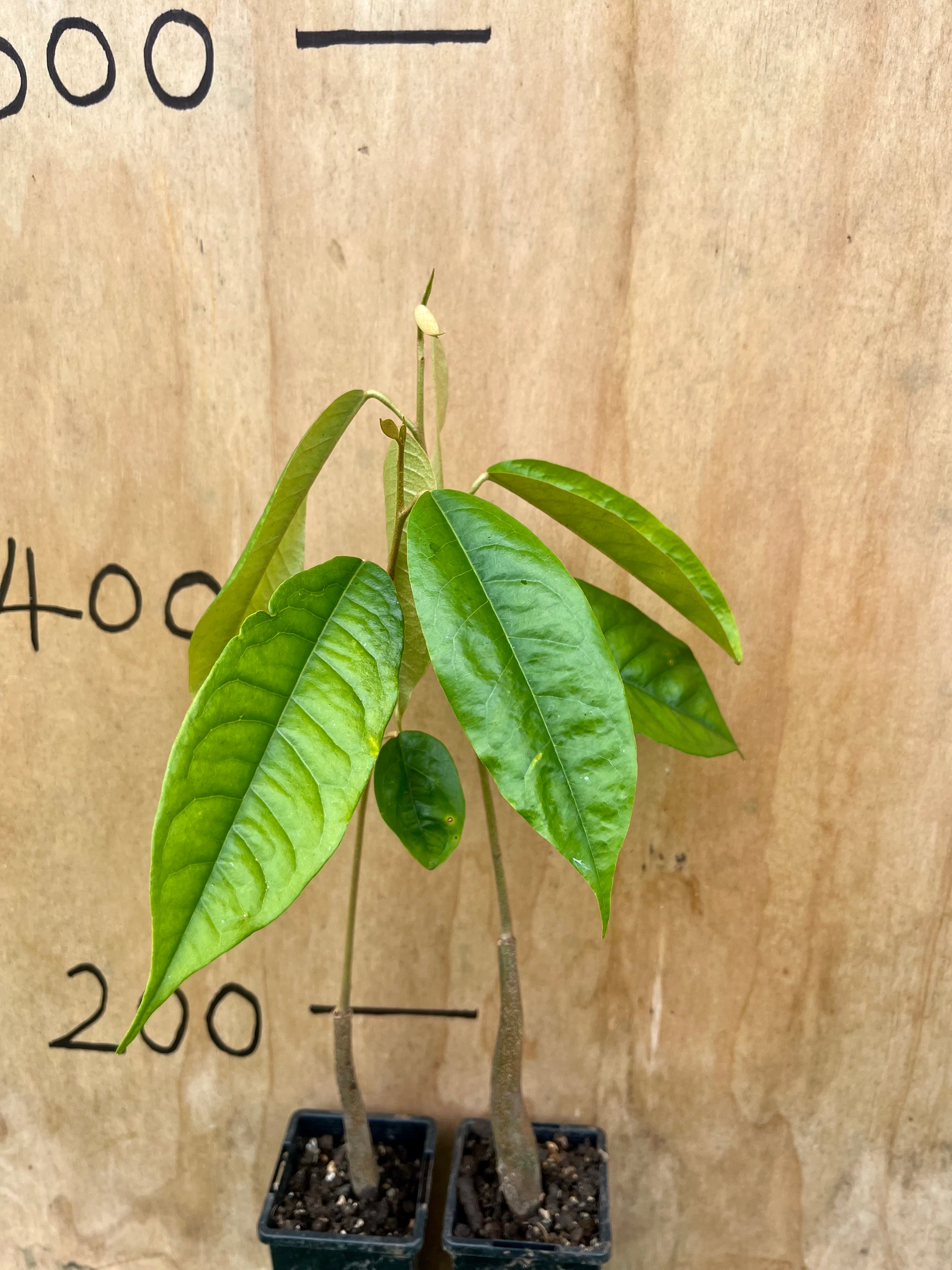 Durian - Mon Thong Variety (69mm Plant Tube)