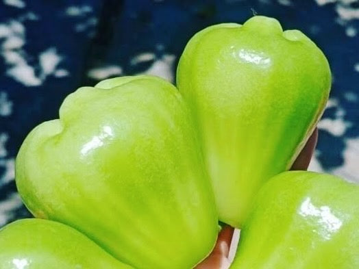 Wax Jambu Apple - Green Advanced