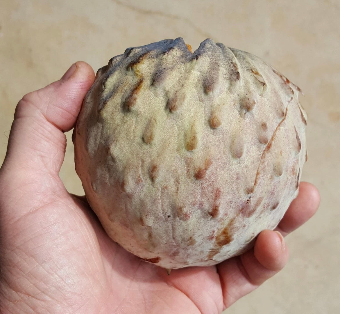 Pink Illama