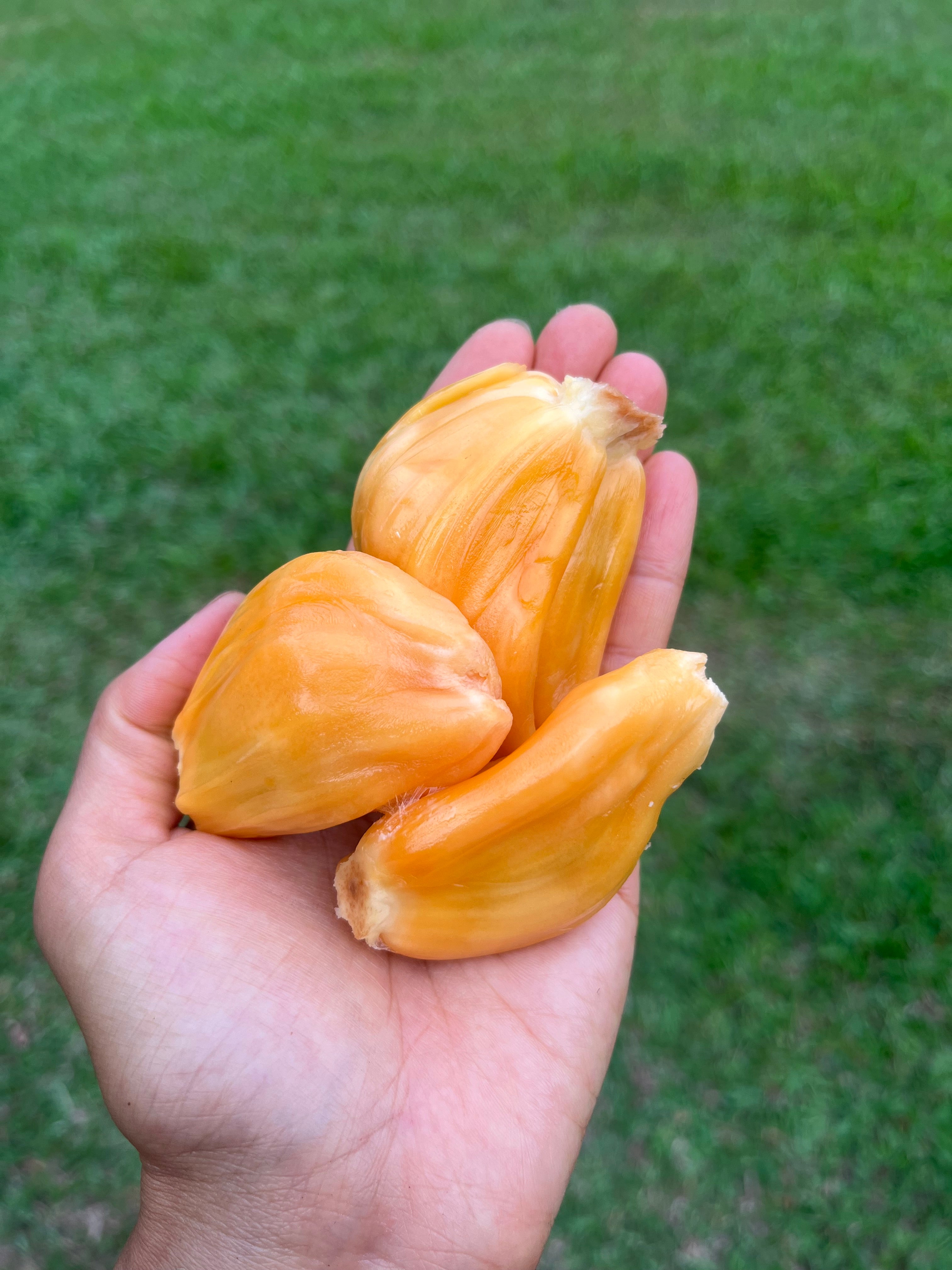 Jackfruit - Orange Crunchy (0.75L)
