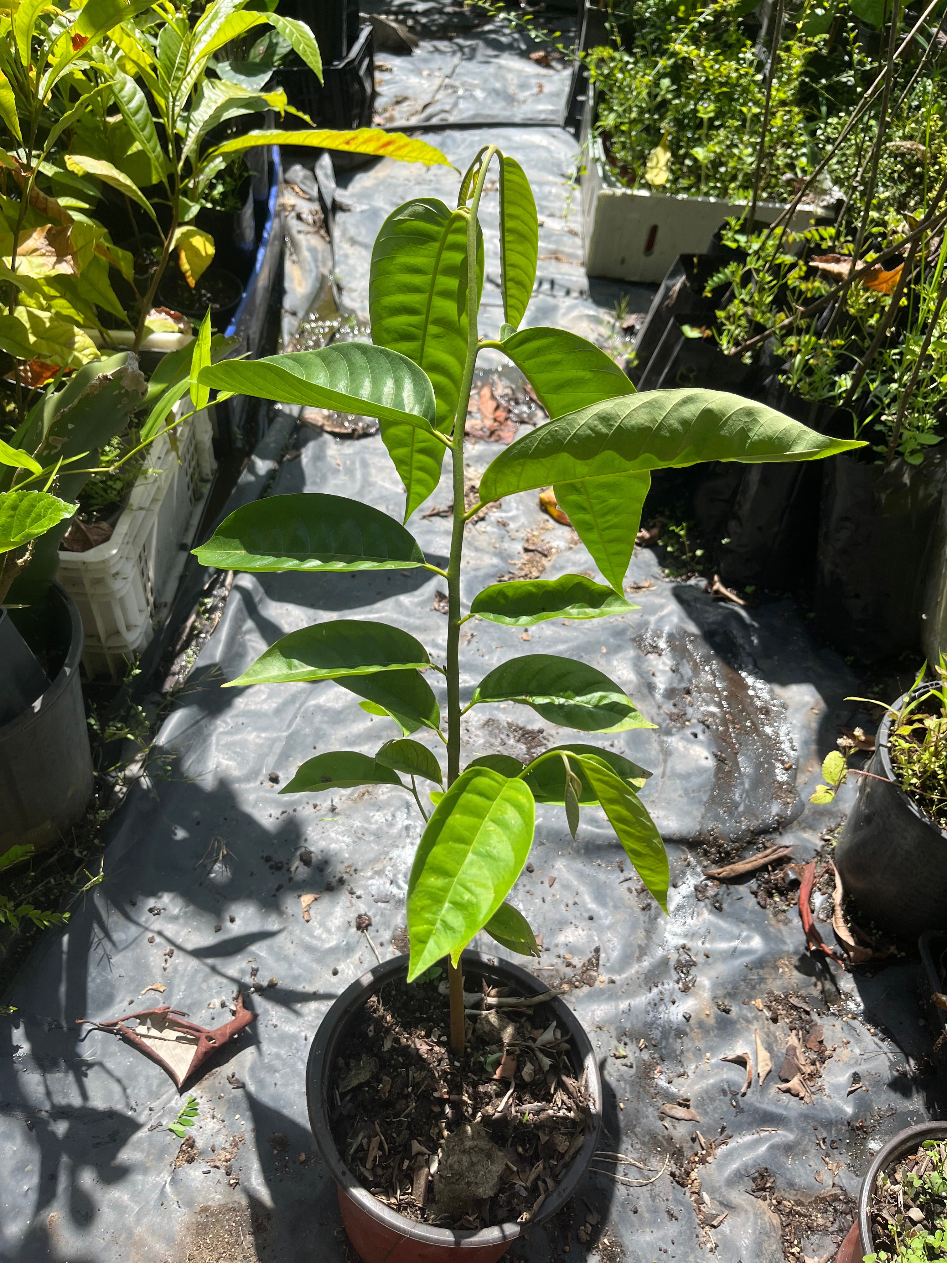 Rollinia - Brazilian custard apple (2L)