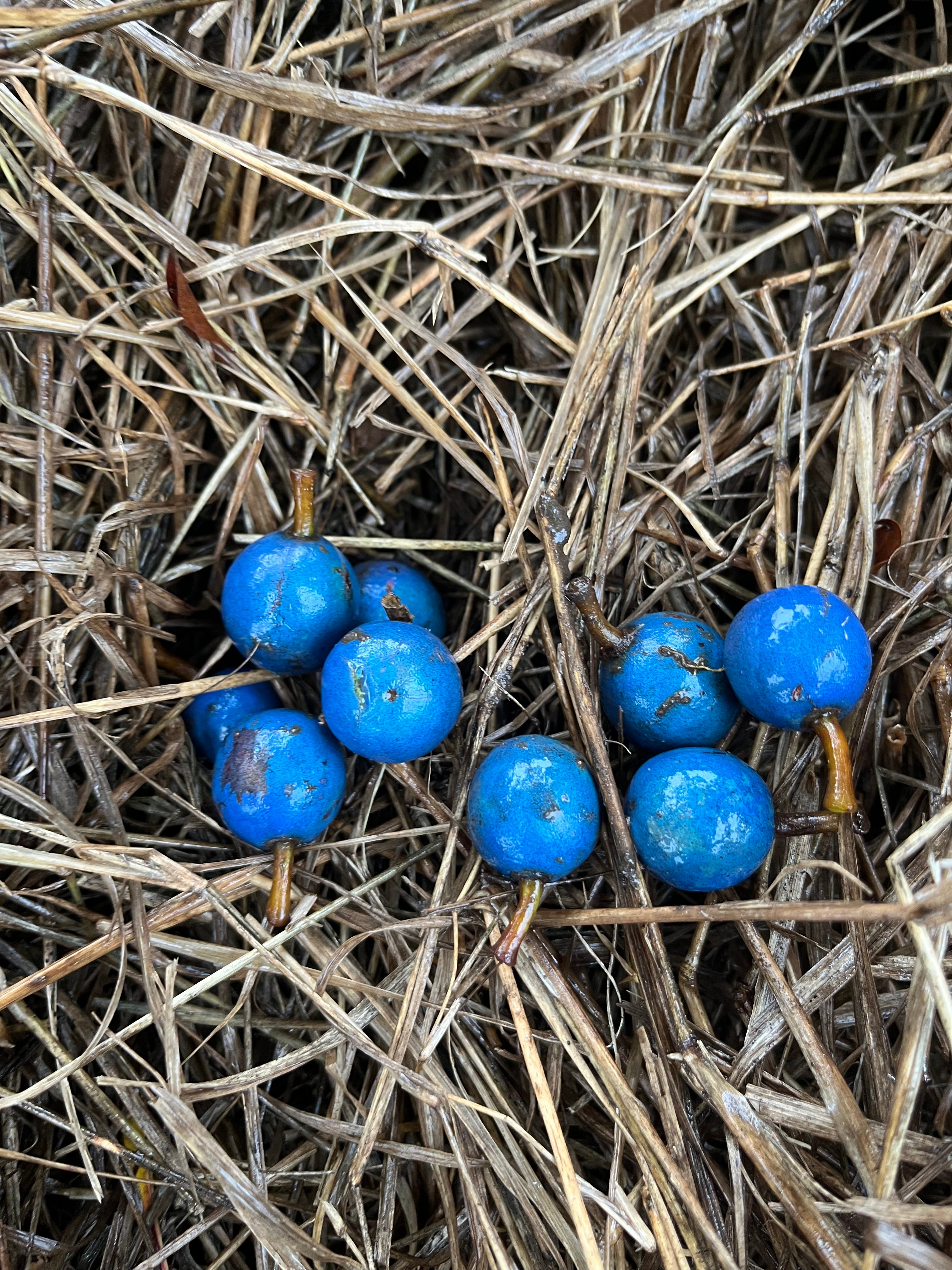Blue Quandong Seeds