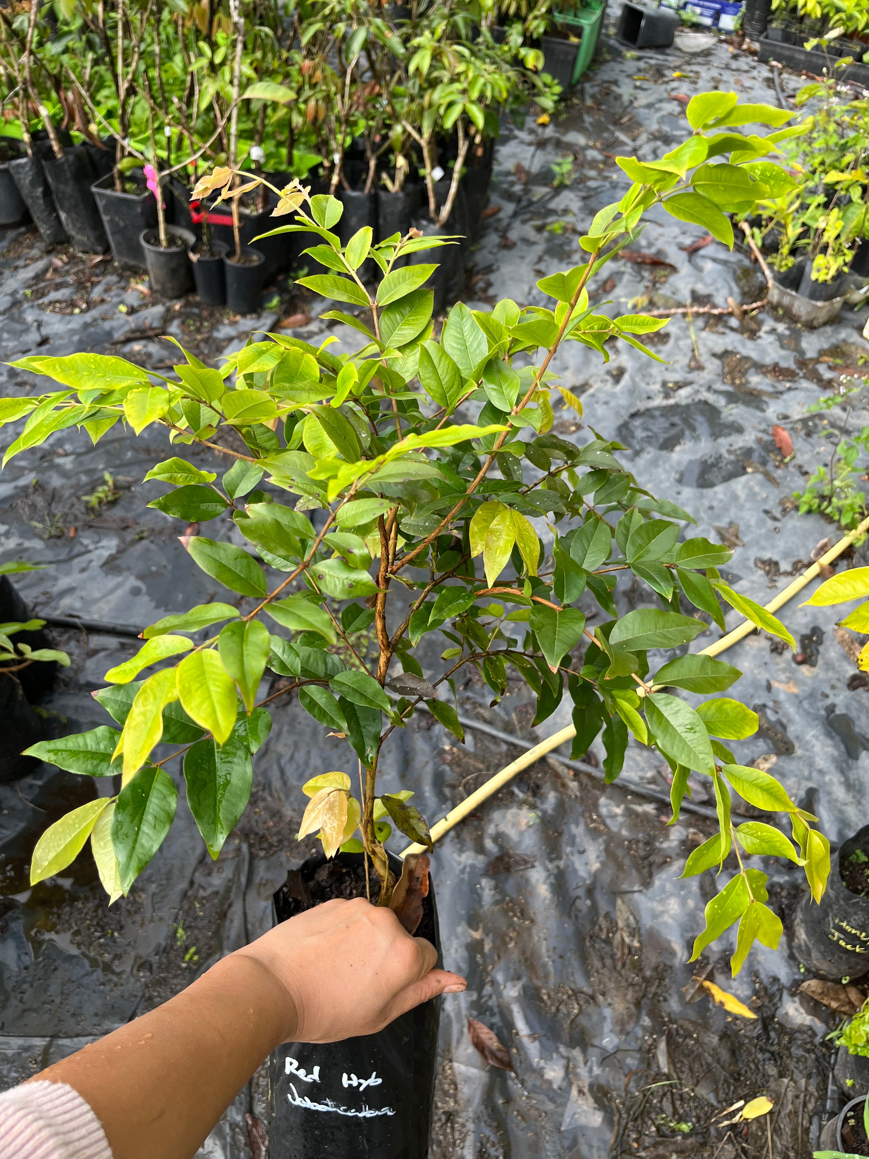 Dwarf Jaboticaba - Red Hybrid Advanced (2+ years old)