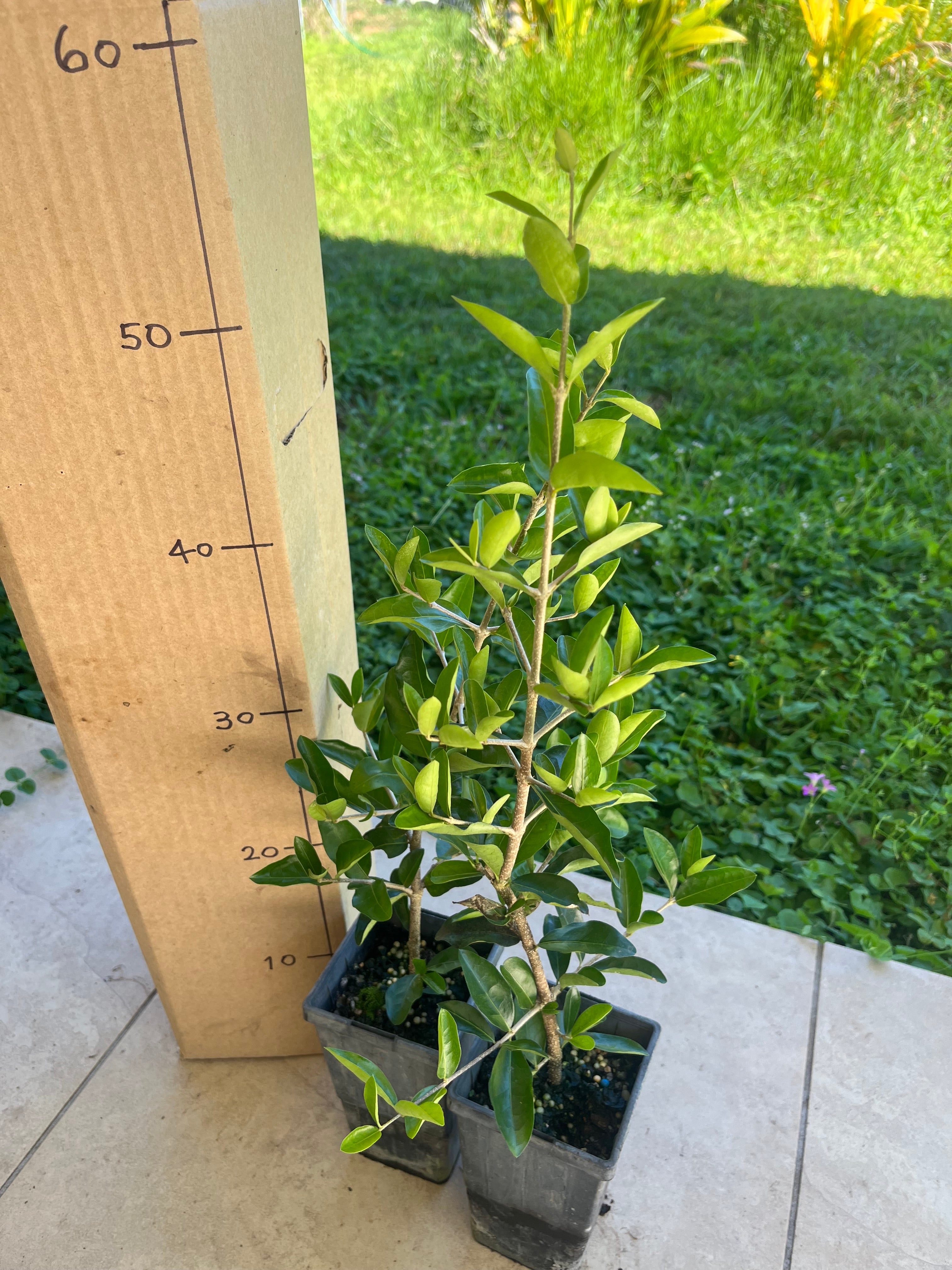 Acerola - Florida Sweet