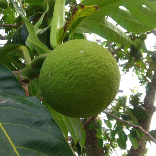 Bread Fruit Advanced - Tahitian Variety