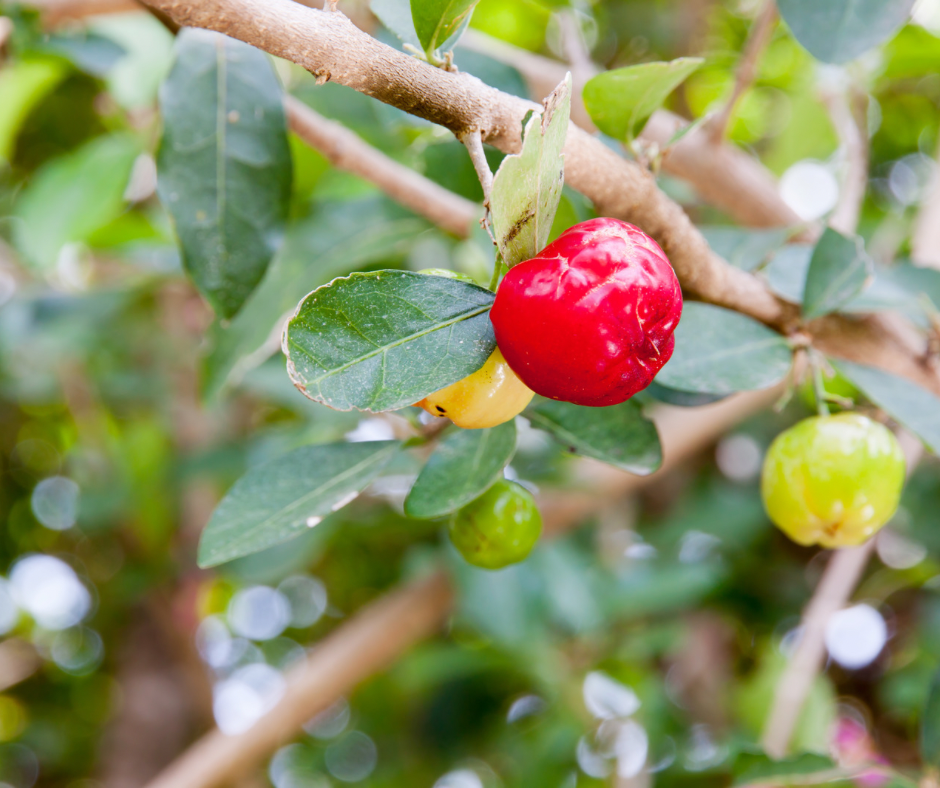 Acerola - Florida Sweet