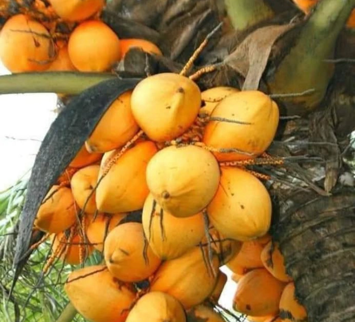 Dwarf Coconut Palm - Malay Gold