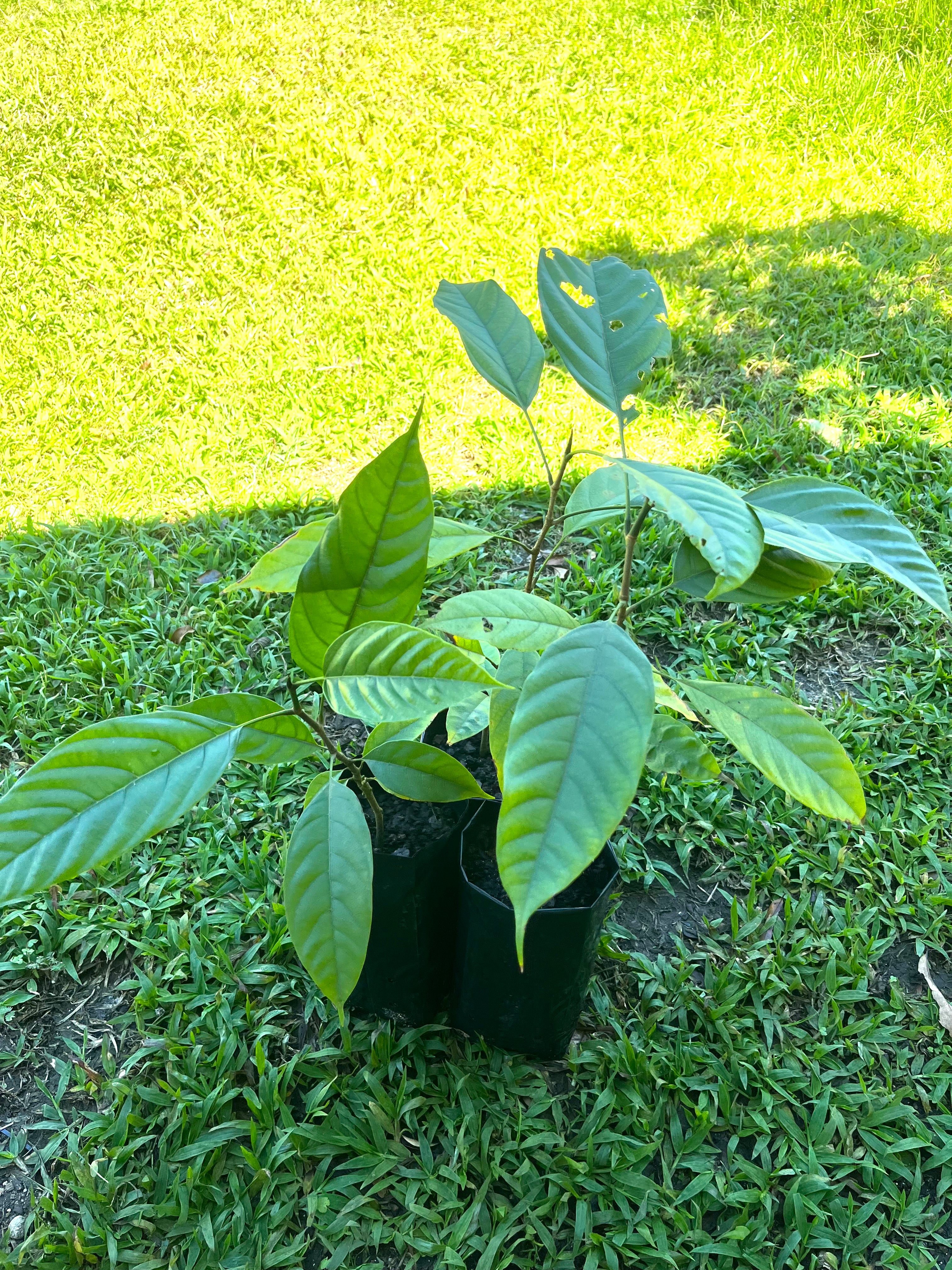 ケレダン苗 Keledang Artocarpus lanceifolius Artocarpus lanceifolius (Keledang) - YouTube