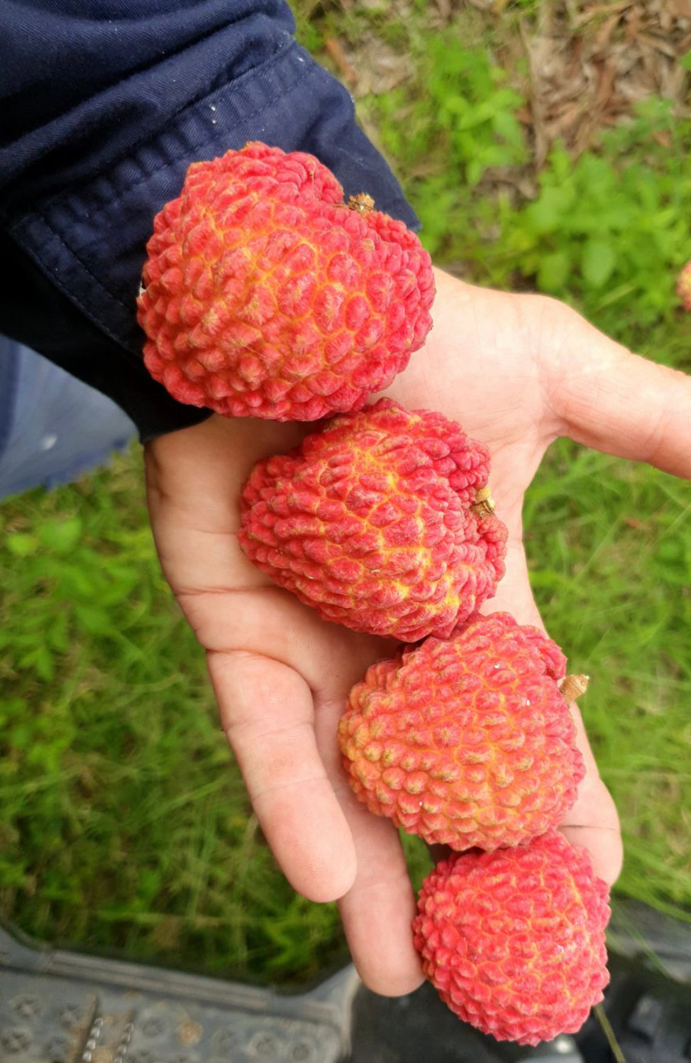 Lychee - Erdon Lee Advanced