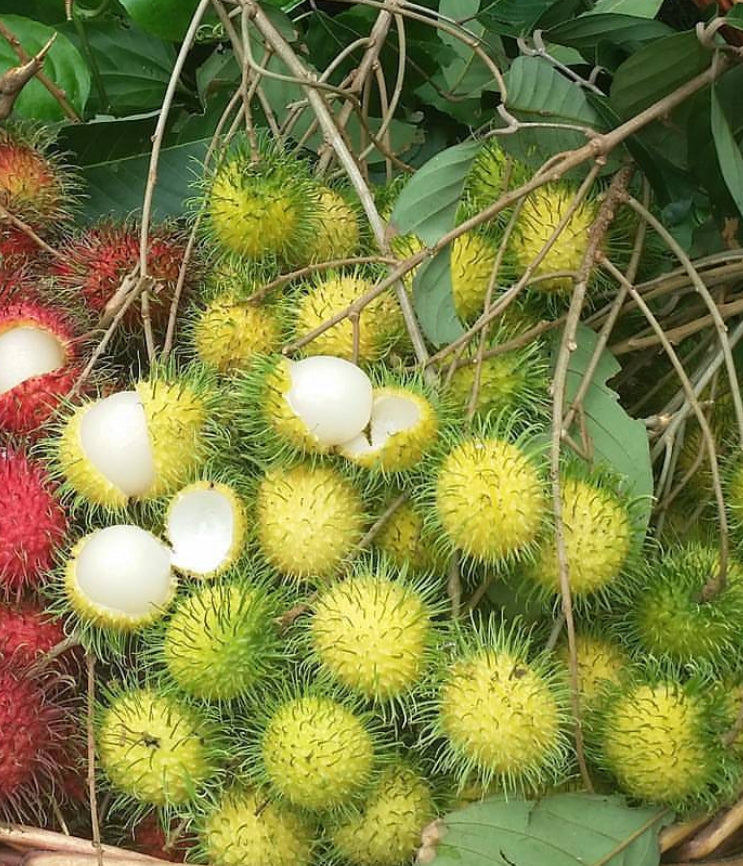 Rambutan - Yellow R156 Advanced