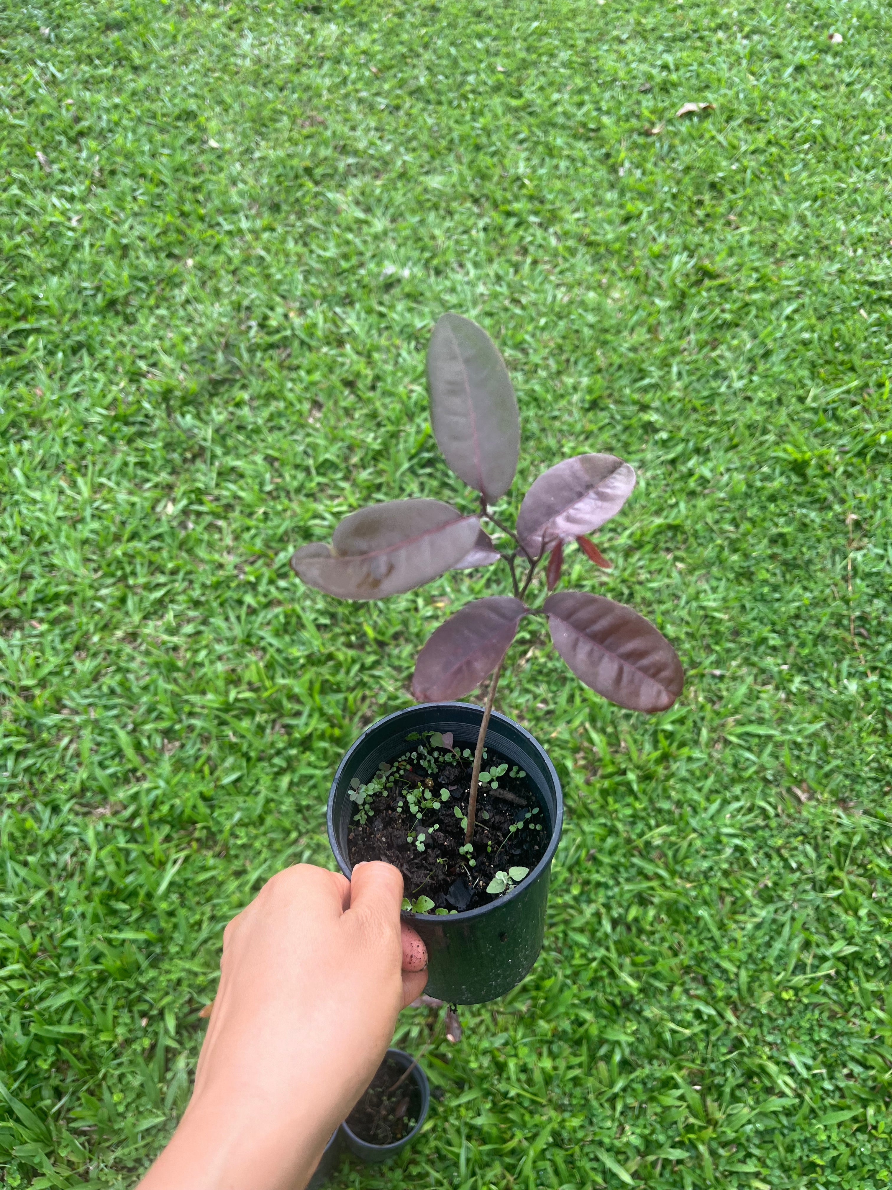 Longan - Red Ruby (Pre-order)