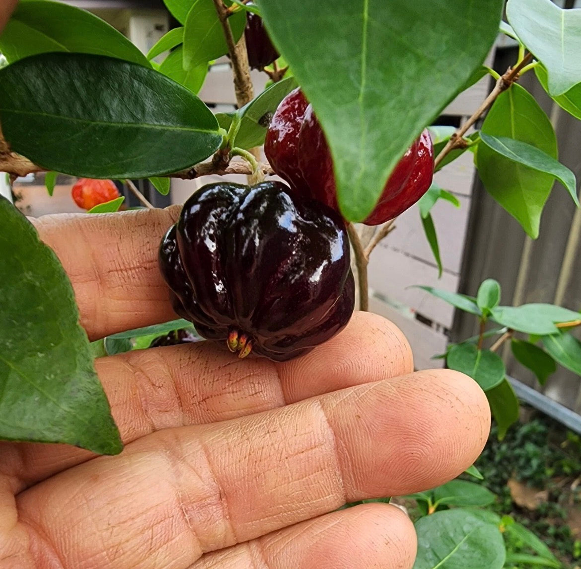 Brazilian Cherry - Black Beauty