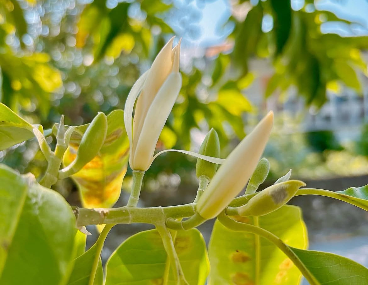 Magnolia x Alba White Champaca tree