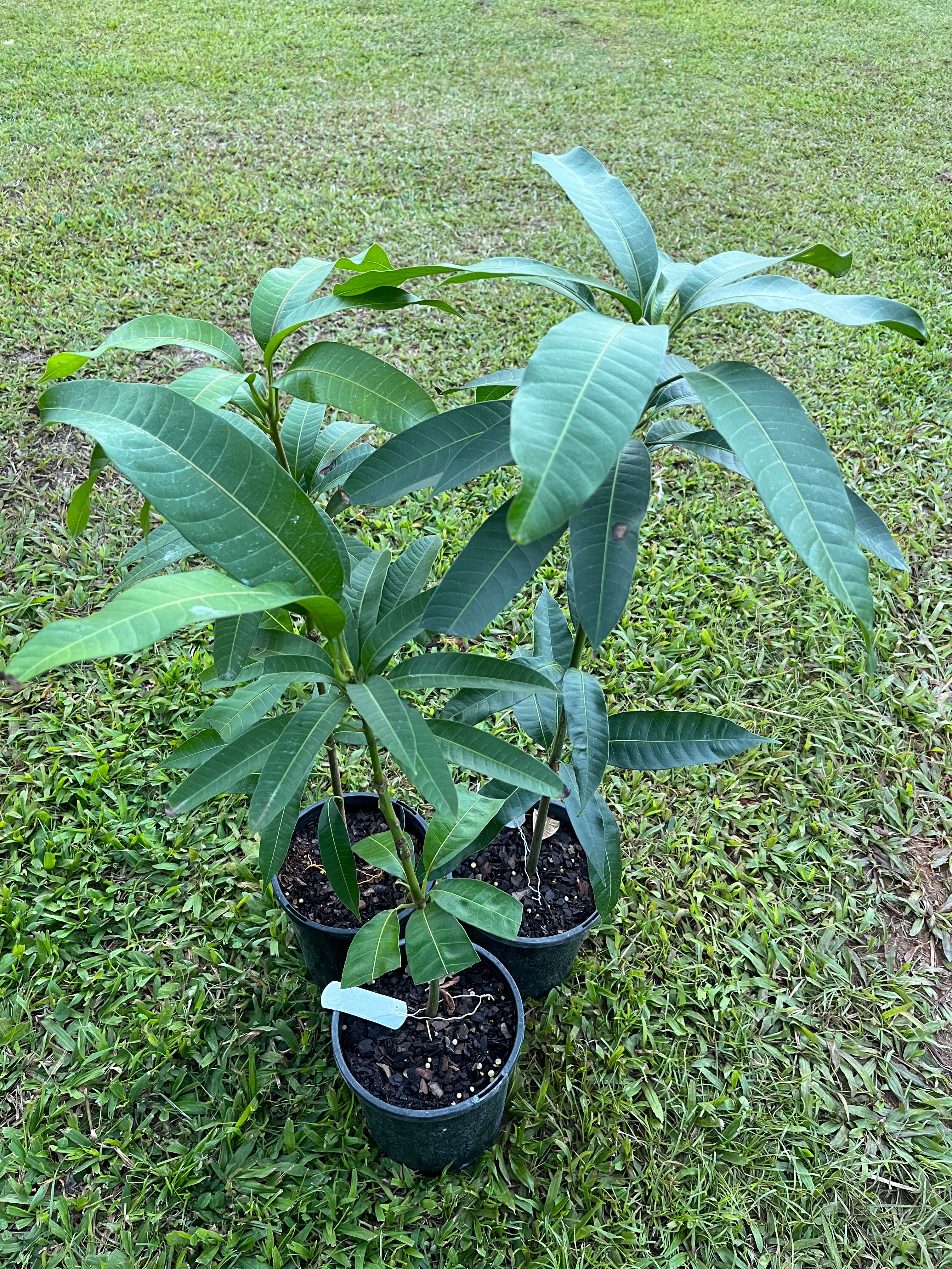 Mango - Golden queen