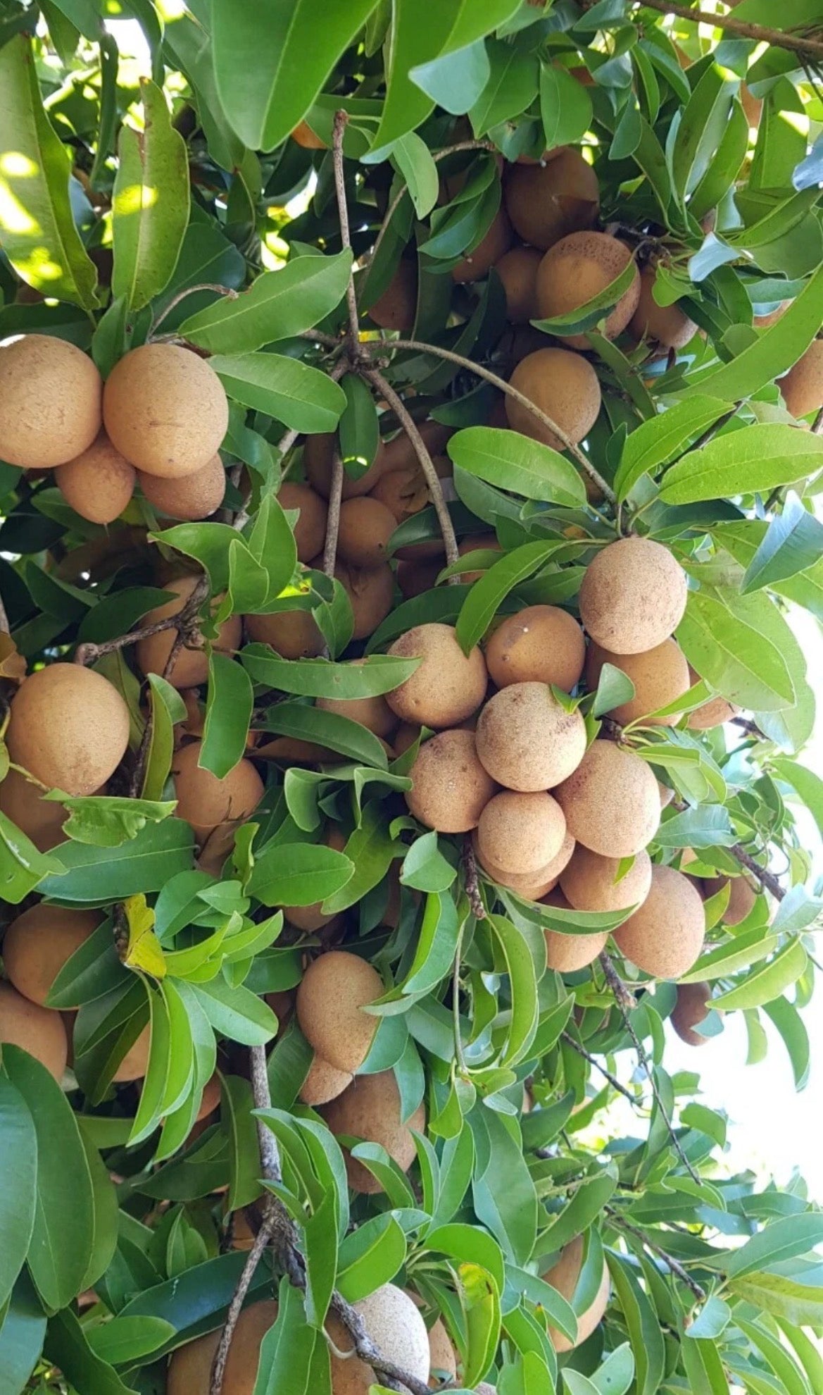 Advanced Sapodilla Tree -  Krasuey