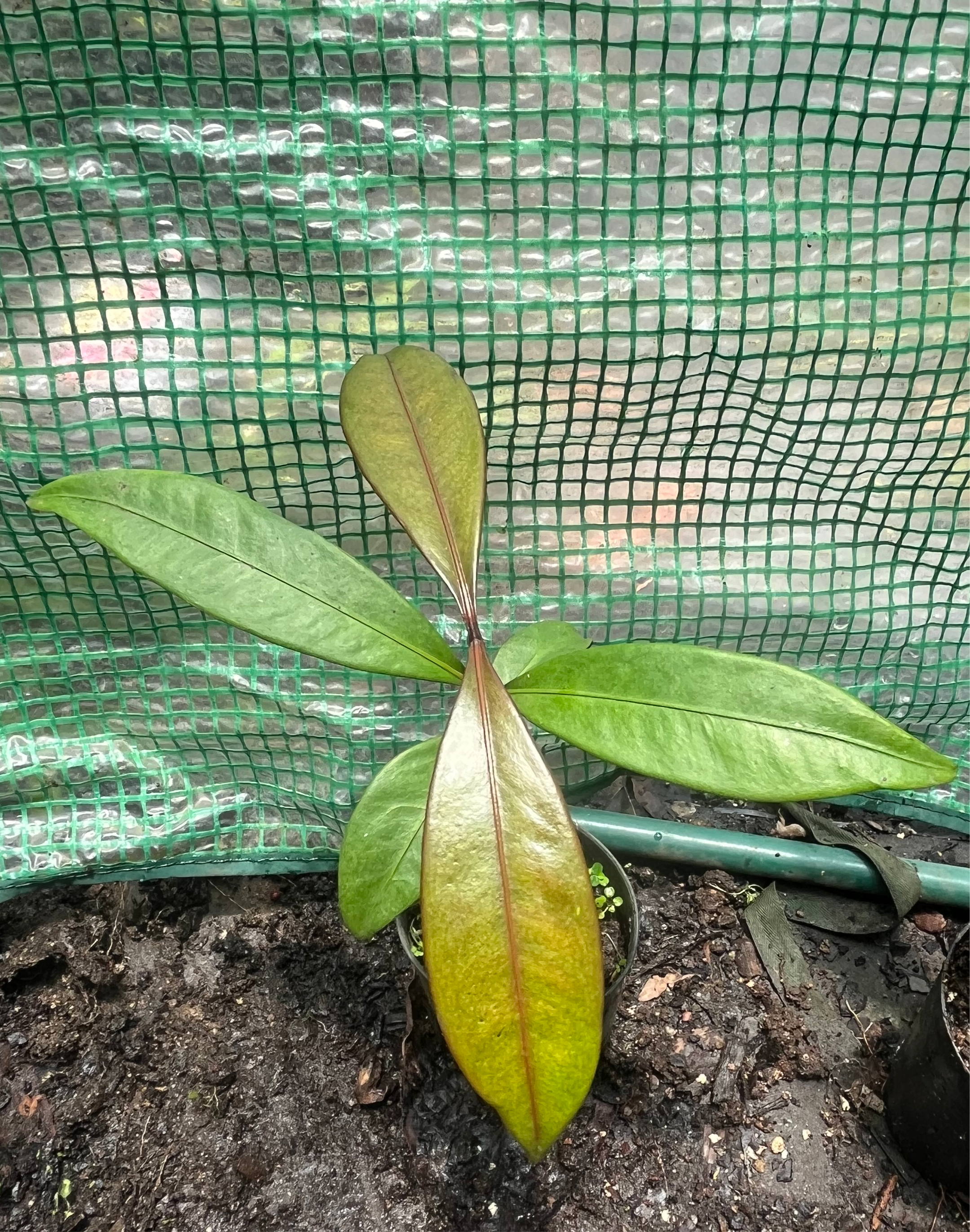 Mangosteen Purple (0.75L)