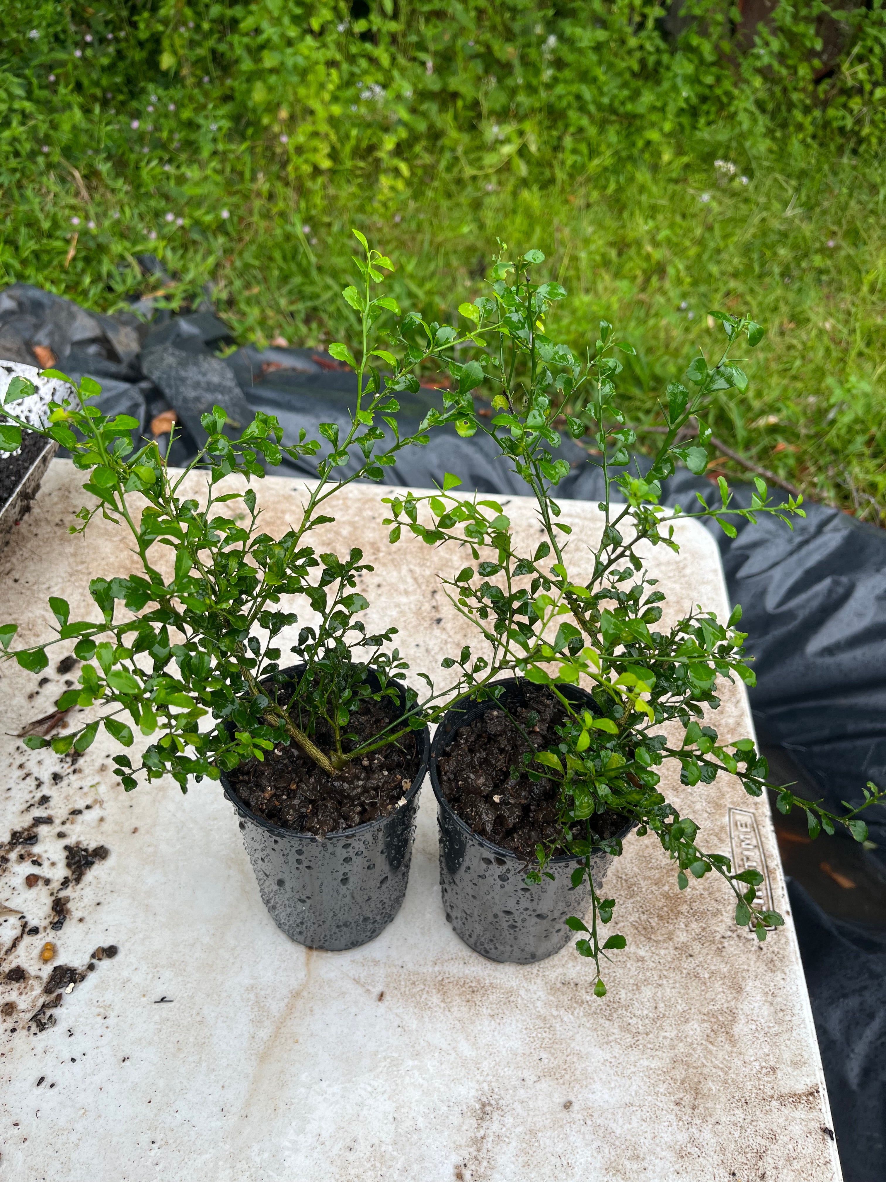 Finger lime - Torakina Pink