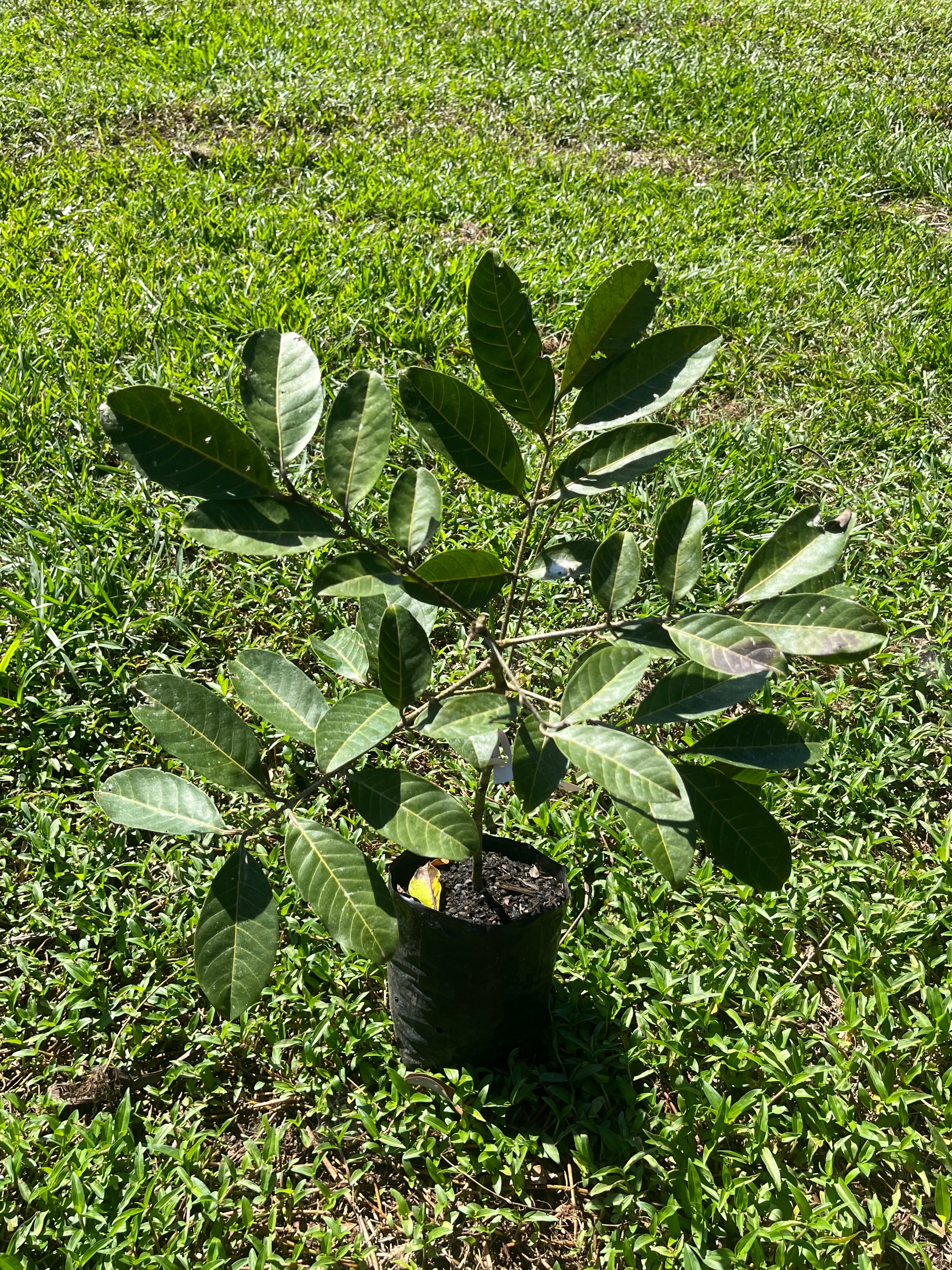 Rambutan - Classic Red Advanced