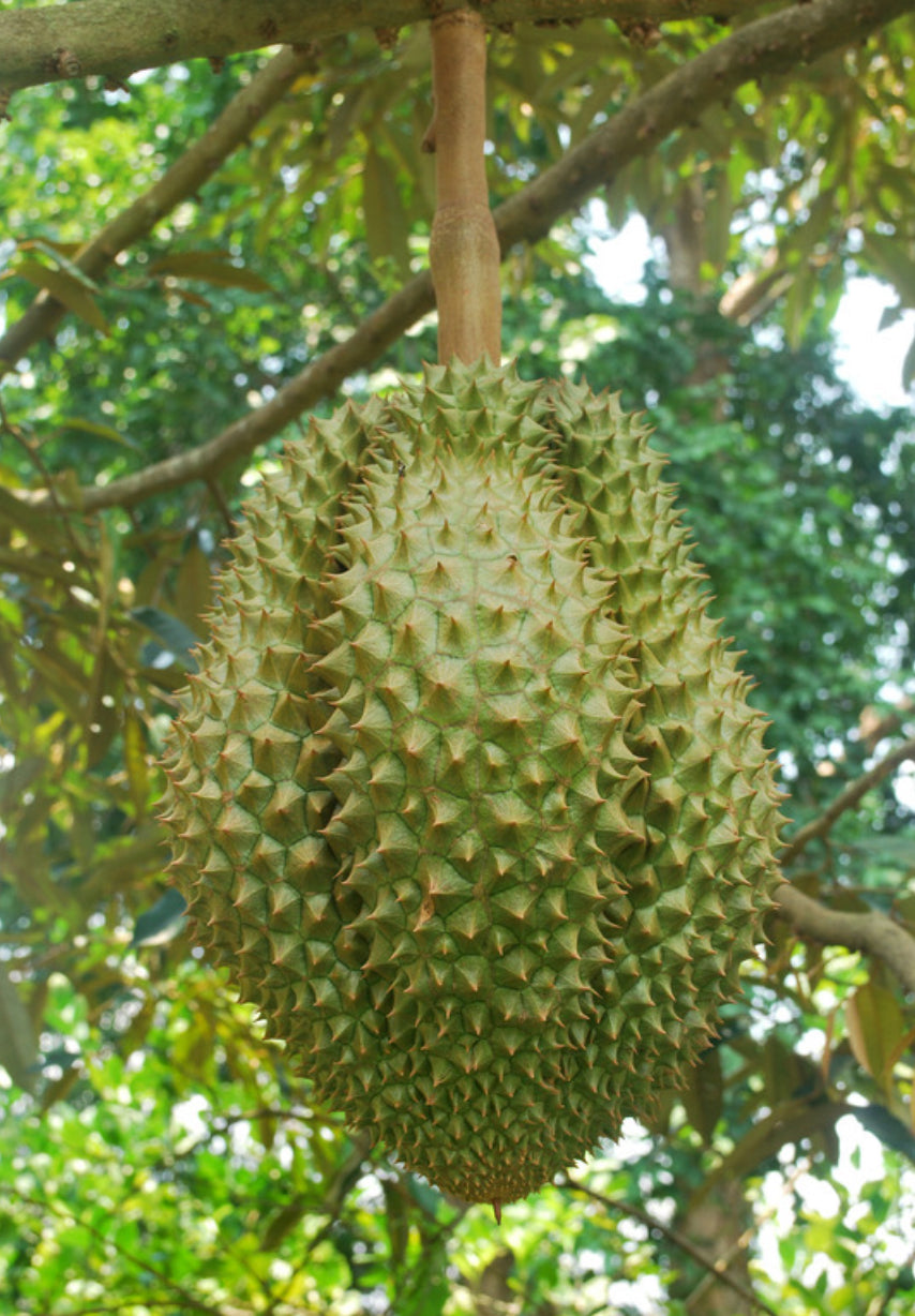 Durian - Mon Thong Variety (69mm Plant Tube)