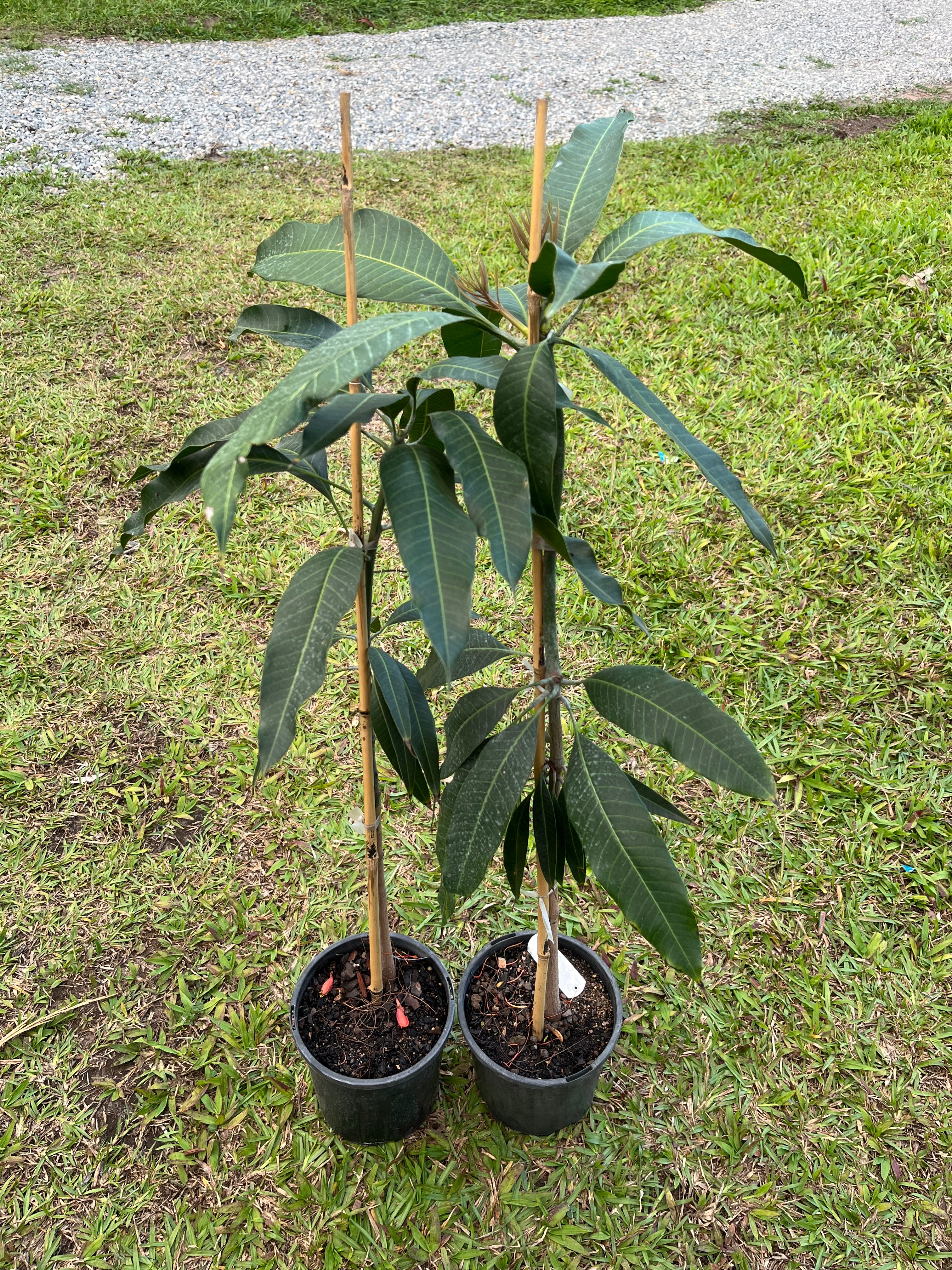 Mango - Khiew Sawoey