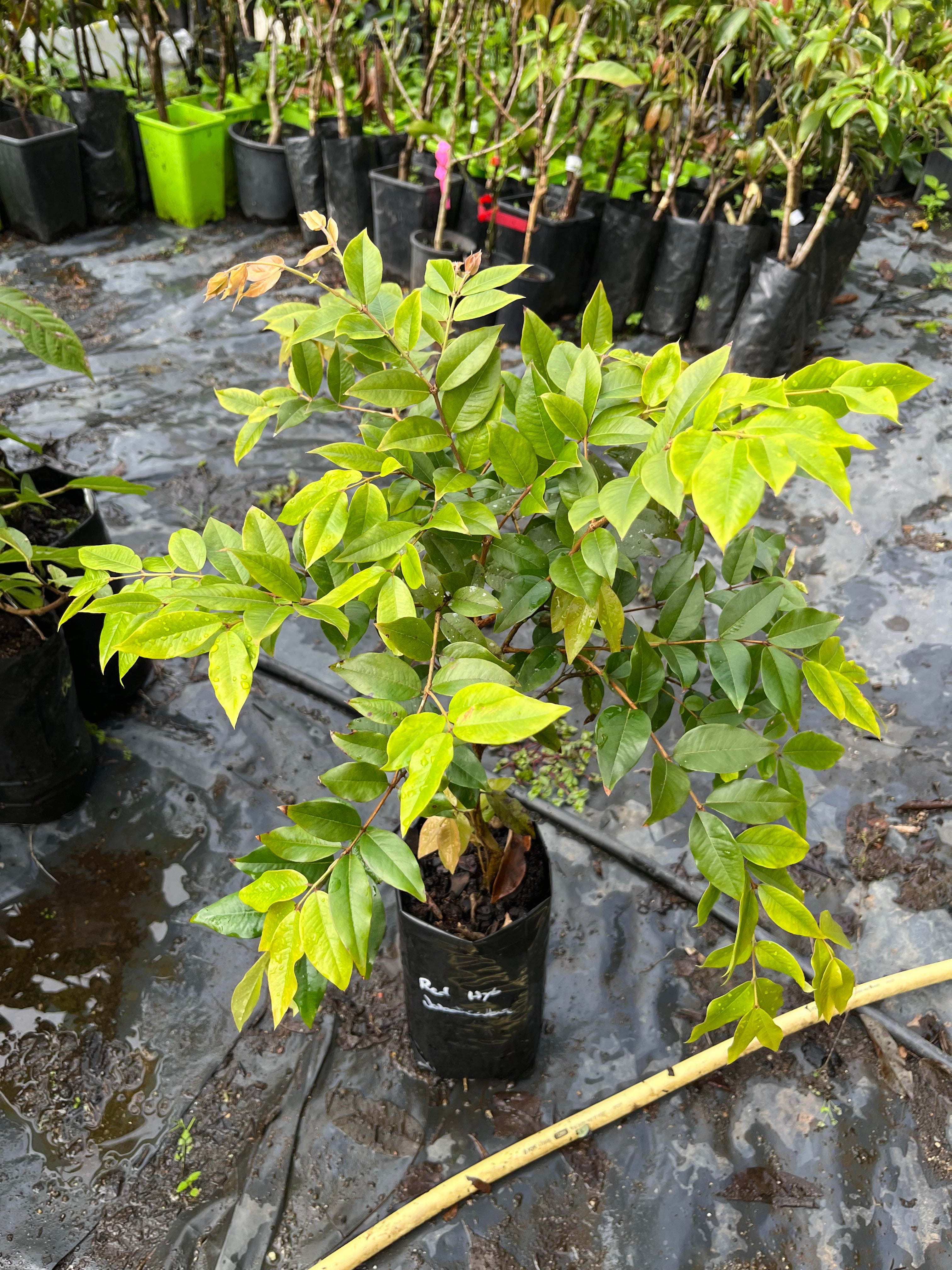 Dwarf Jaboticaba - Red Hybrid Advanced (2+ years old)
