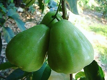 Wax Jambu Apple - Green Advanced
