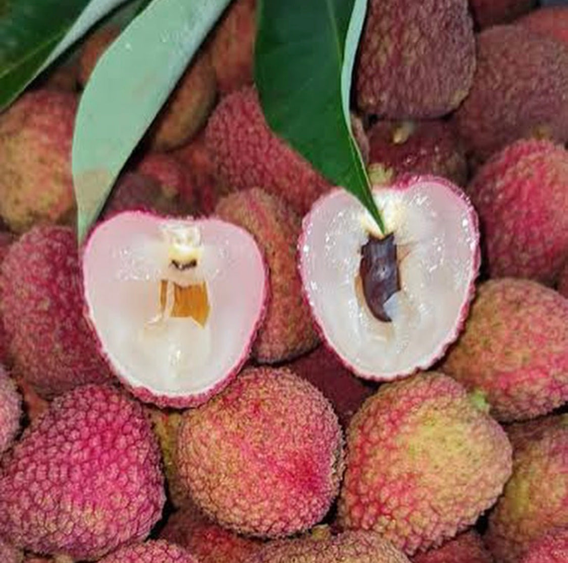 Lychee - Fay Zee Siu