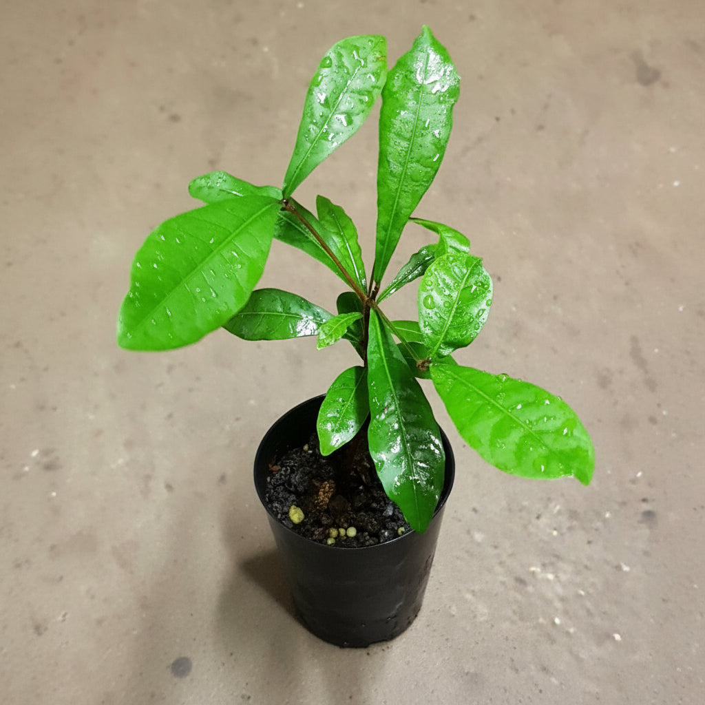 Miracle Fruit