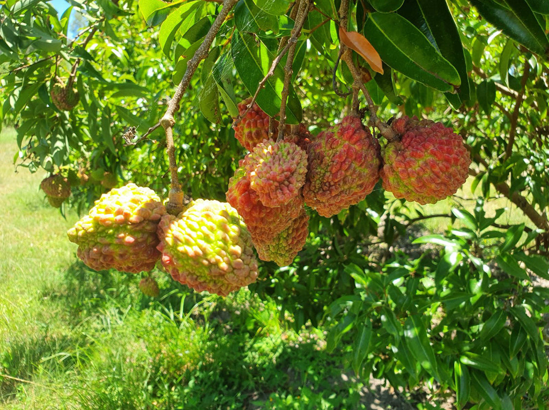 Lychee - Erdon Lee Advanced