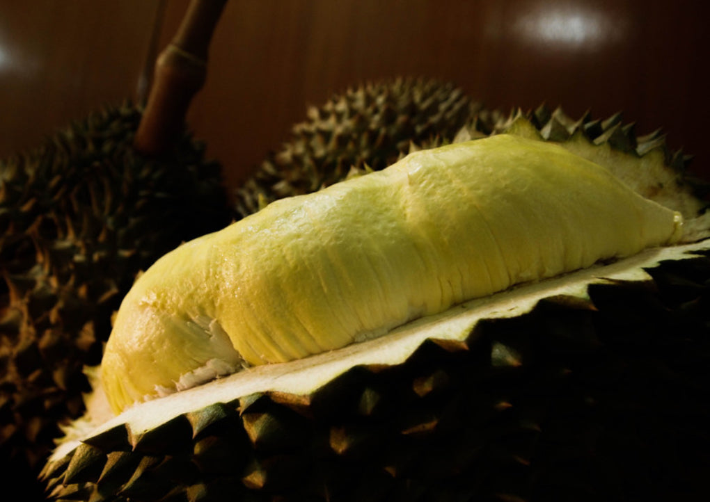 Durian - Mon Thong Variety (69mm Plant Tube)