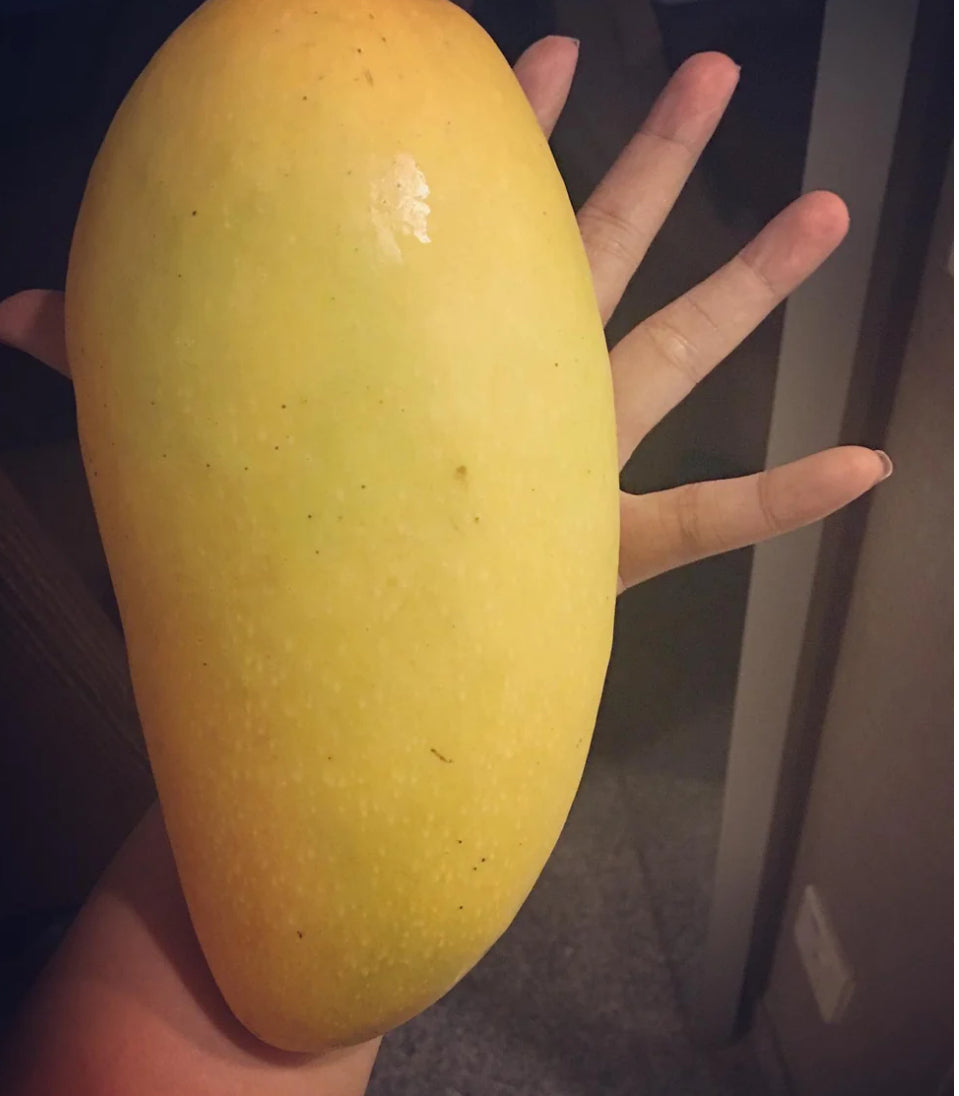 Mango - Golden queen