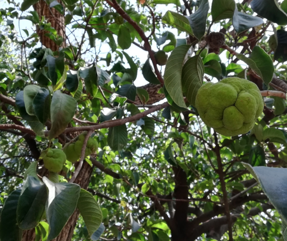 Lakoocha - Monkey Jack