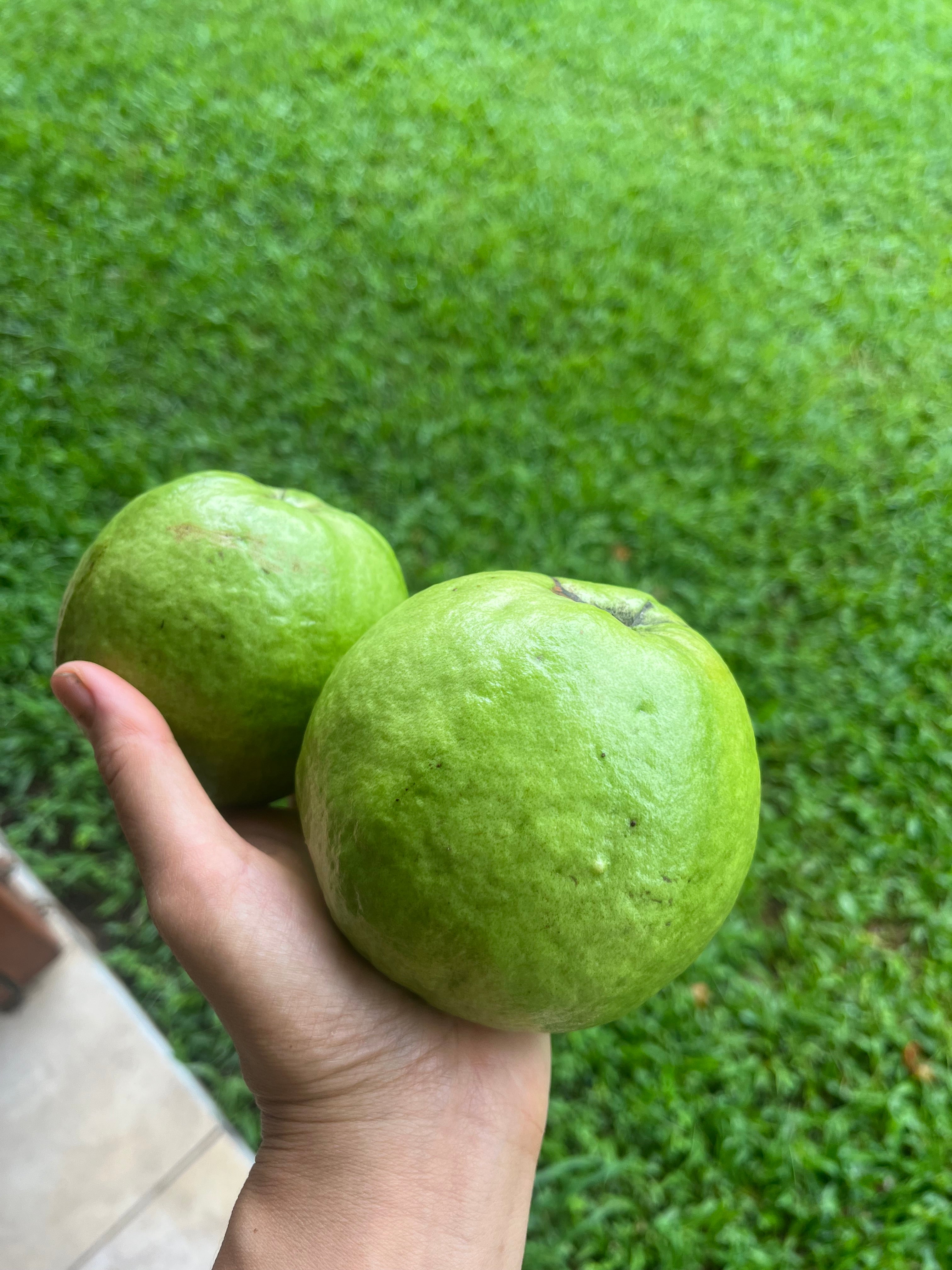 Guava - Giant Thai Advanced